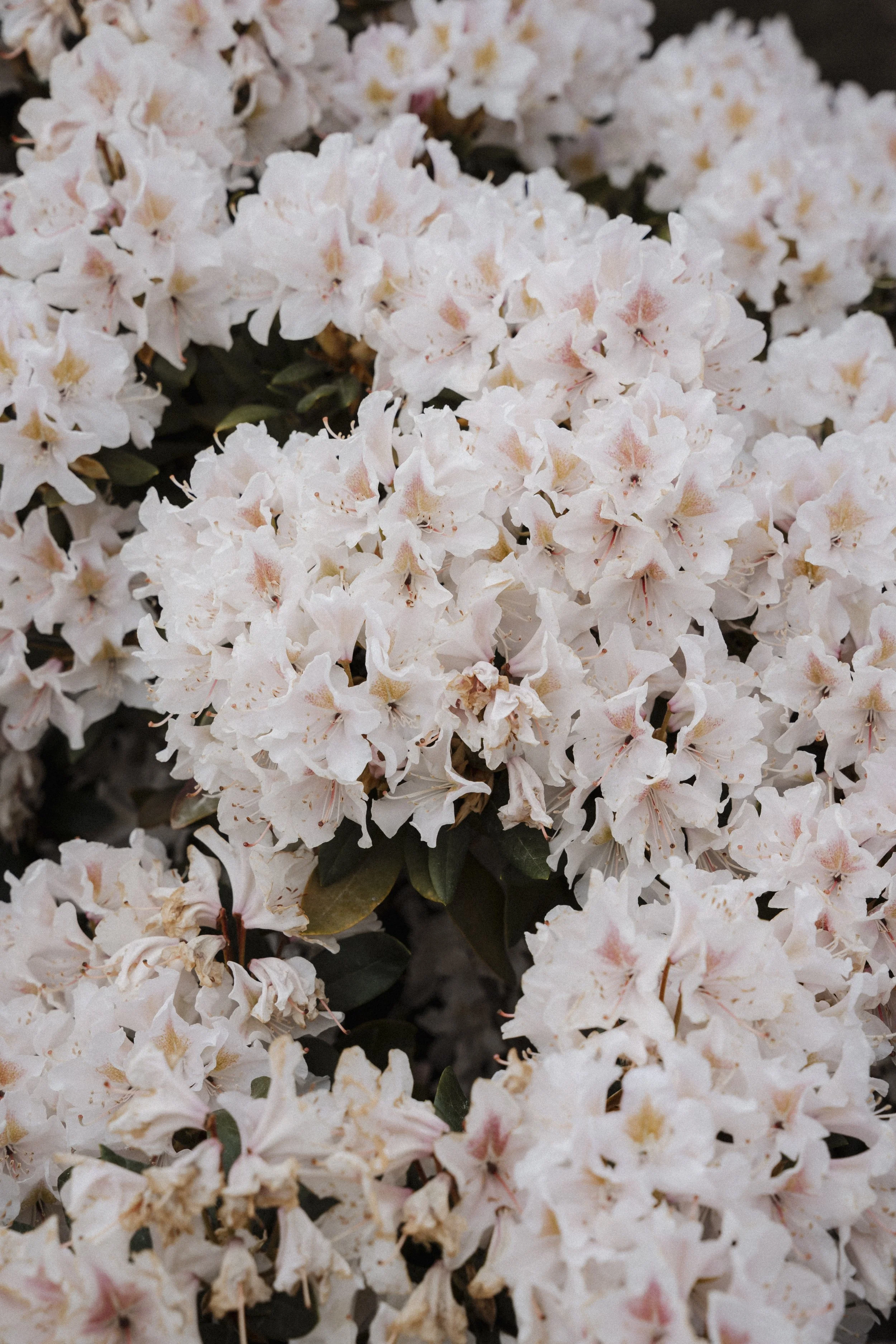 New Zealand-743717.jpg