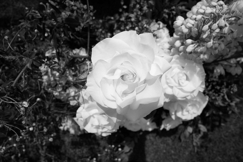 SarahBradfordPhotography-740452.jpg