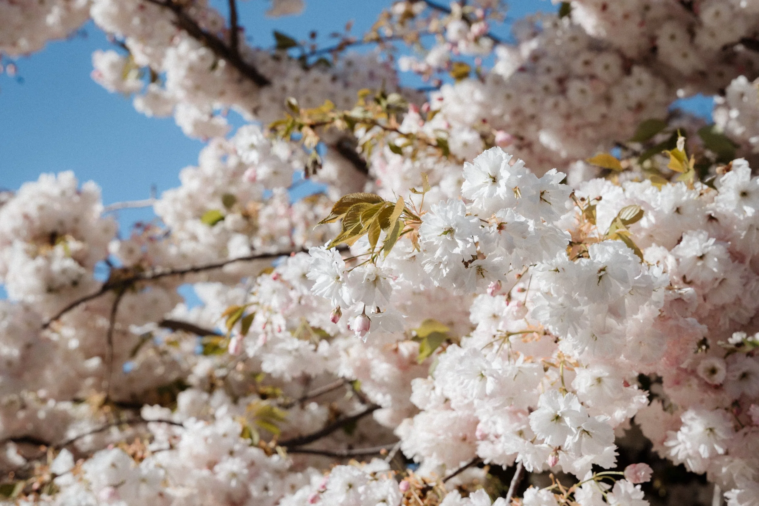 Sarah Bradford Photography-749739.jpg