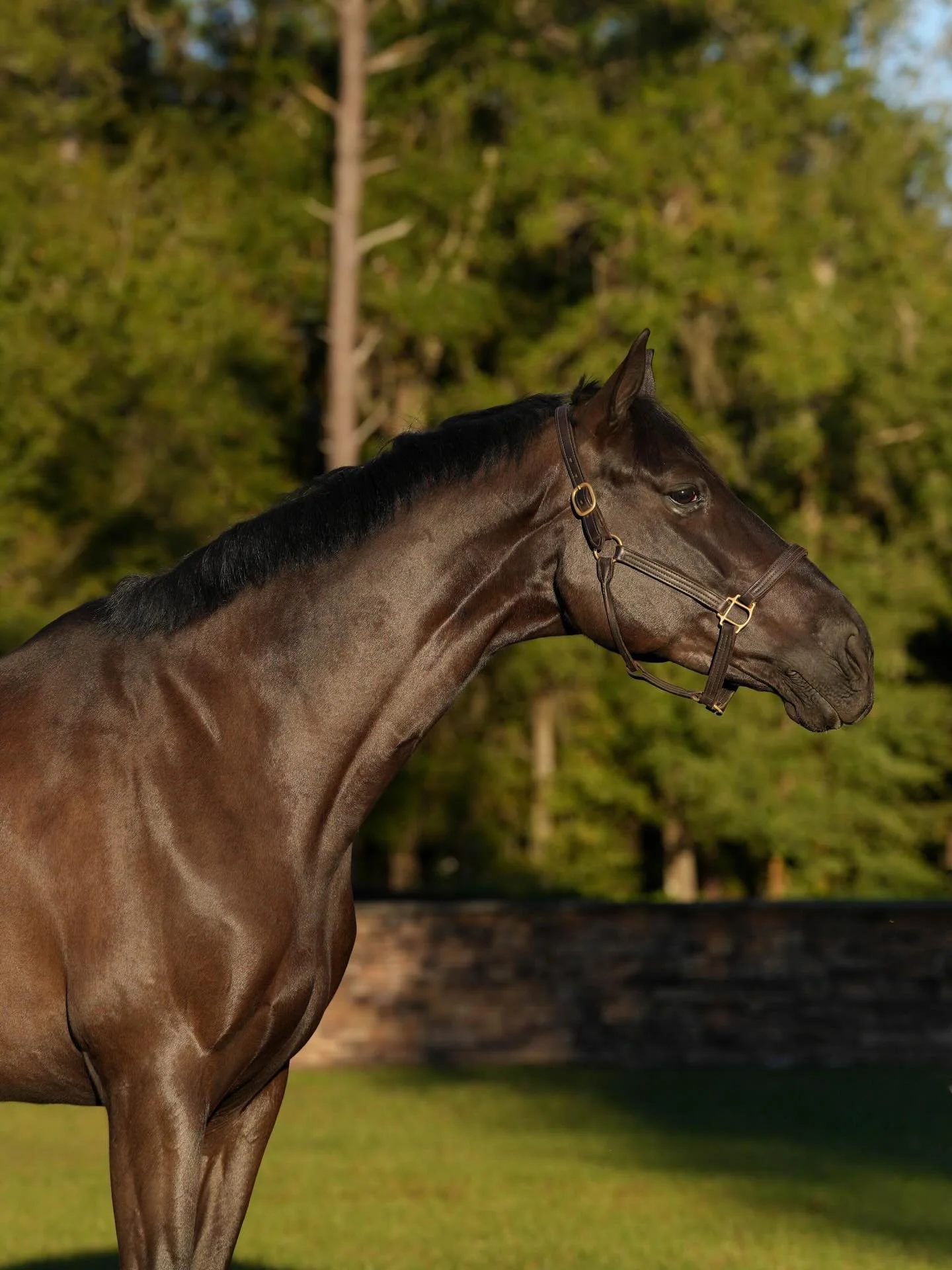 Kim Domenicone&rsquo;s Ruthless 💎