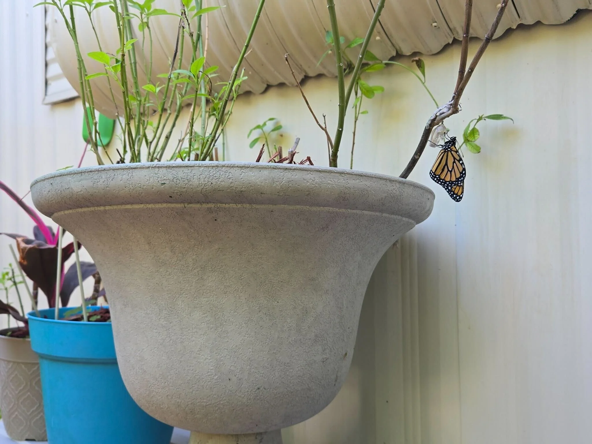 51010_Galina_Bay_Boynton_Beach_FL_33436, Tree Pot, The_Alfredo_Rivera_Group.jpg