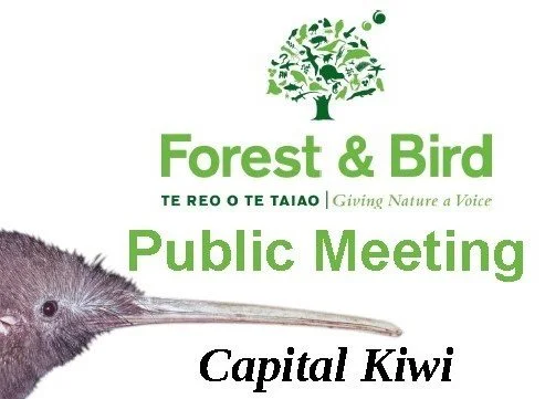 Capital Kiwi