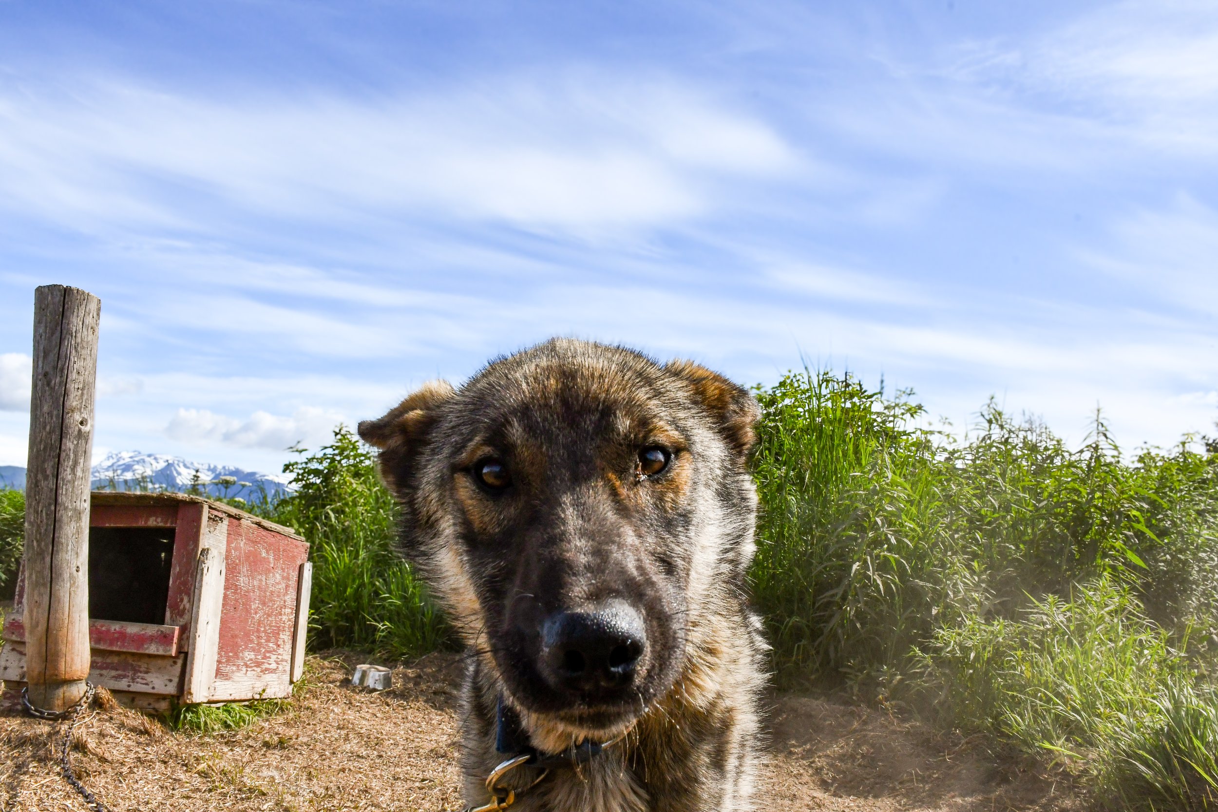 Kukoc