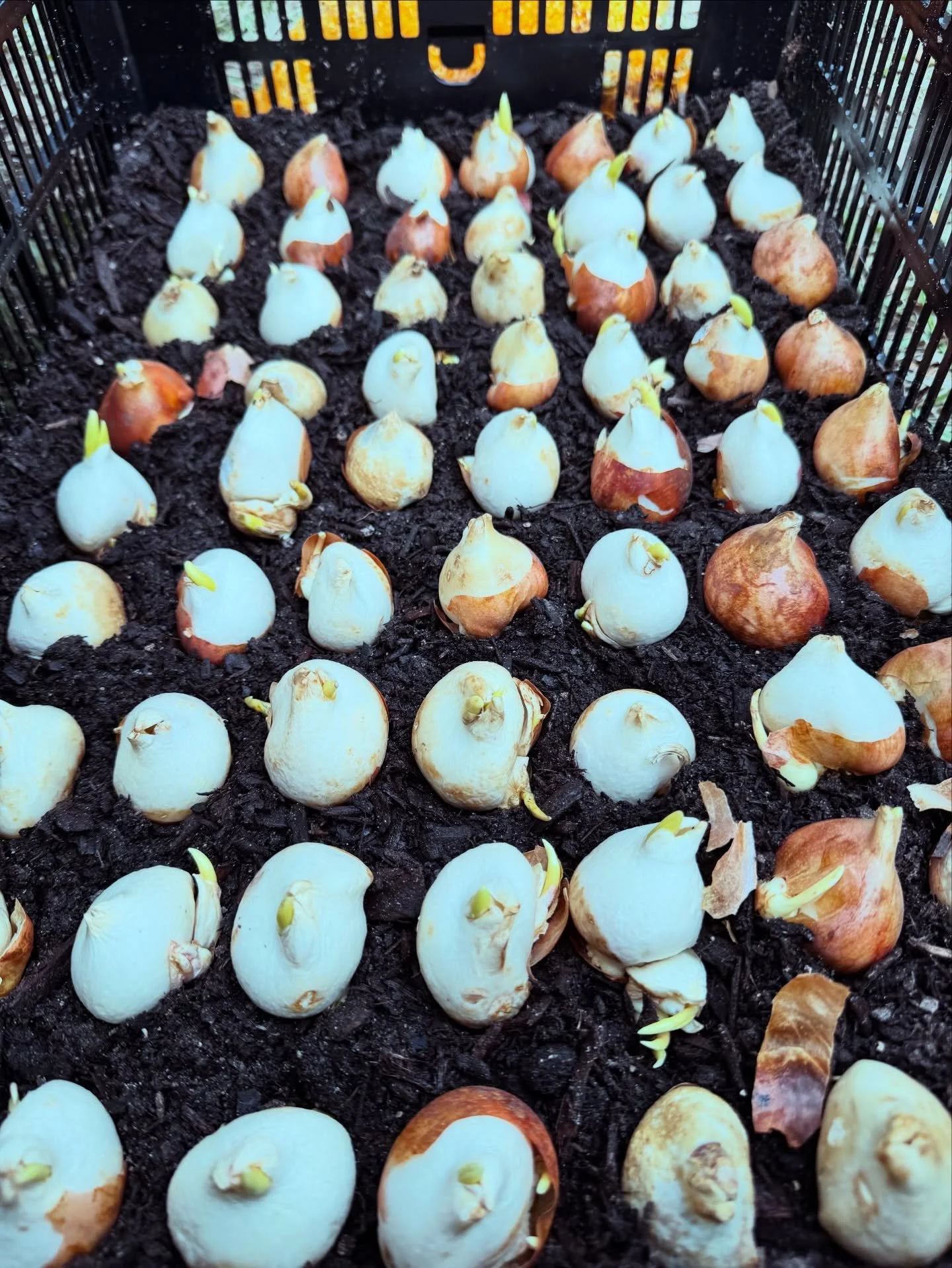 My first year growing tulips in Florida 🌷
Planting them in crates for better drainage and climate control&mdash;and learning as I go.
Proof that you don&rsquo;t have to get it perfect, you just have to start 💛

#FirstYearGrowing #TulipsInFlorida #F