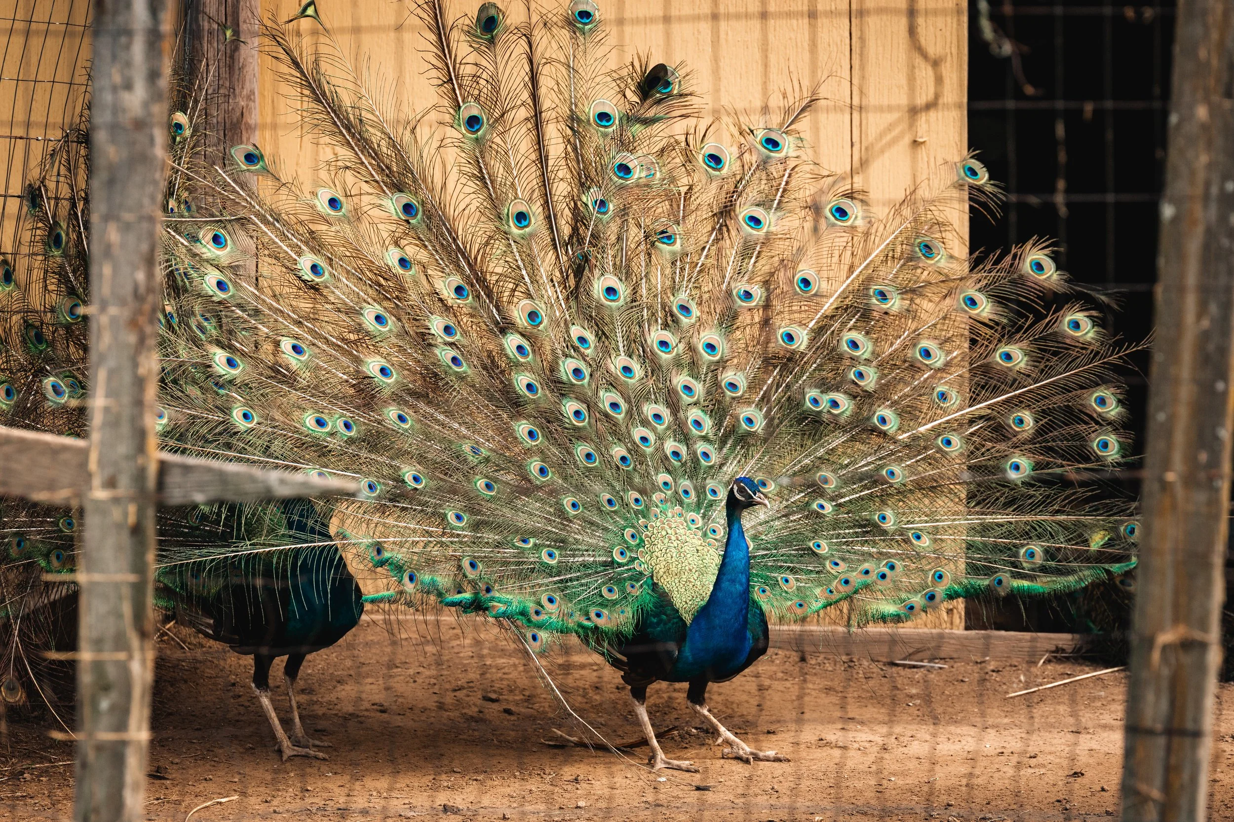 Minden’s Feathered Showstoppers