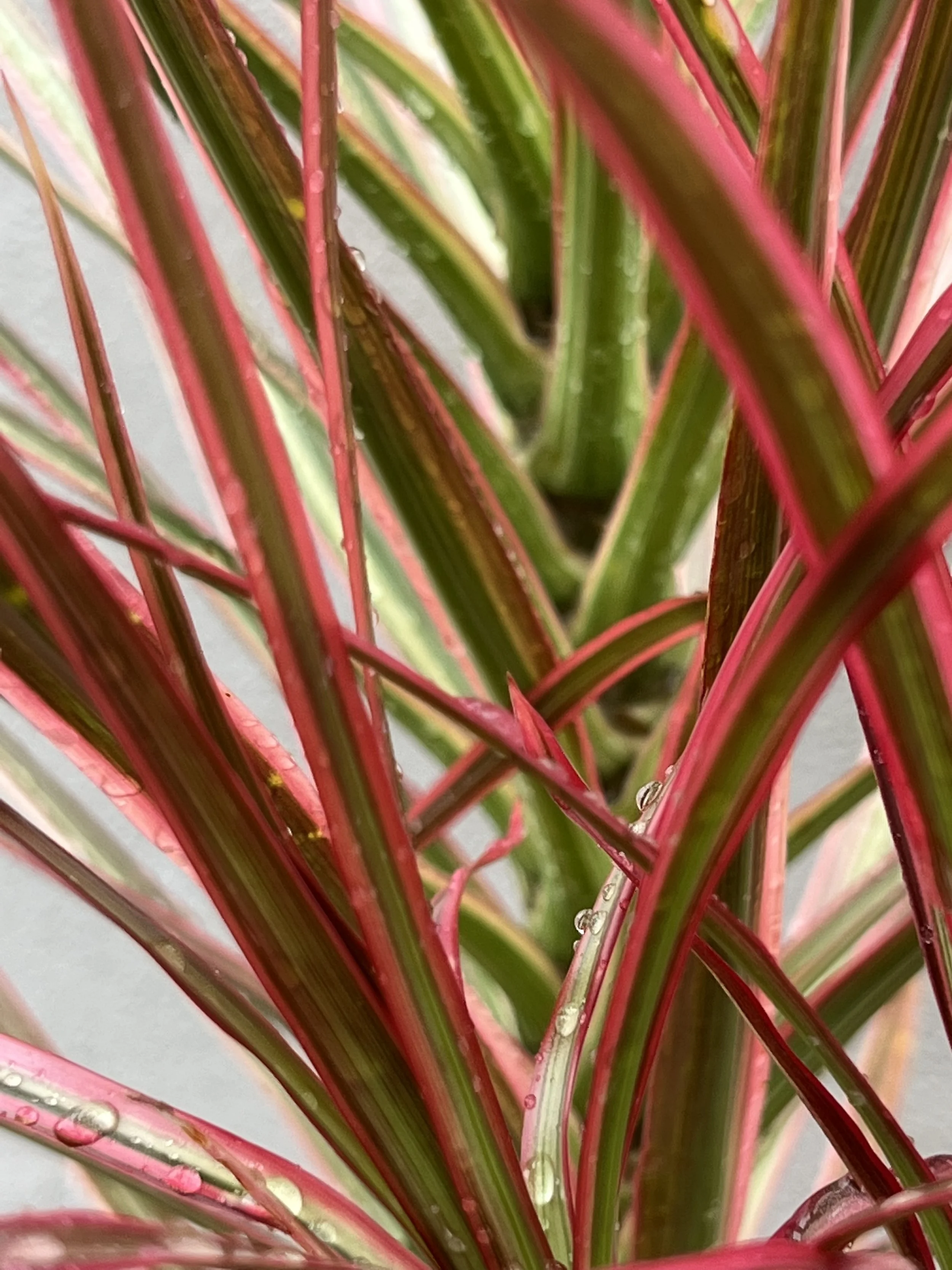 a11studio portfolio Nature