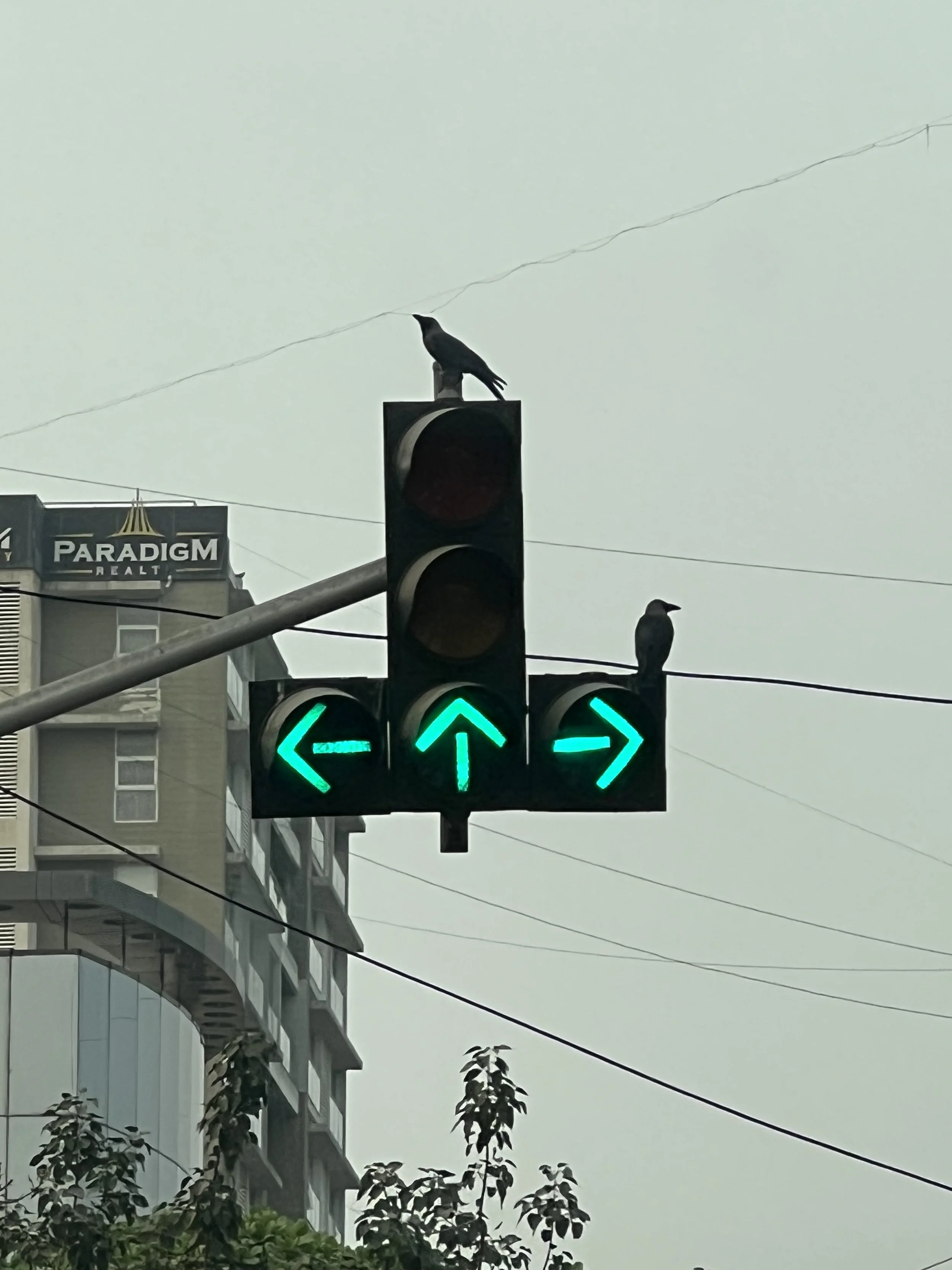 a11studio portfolio Nature