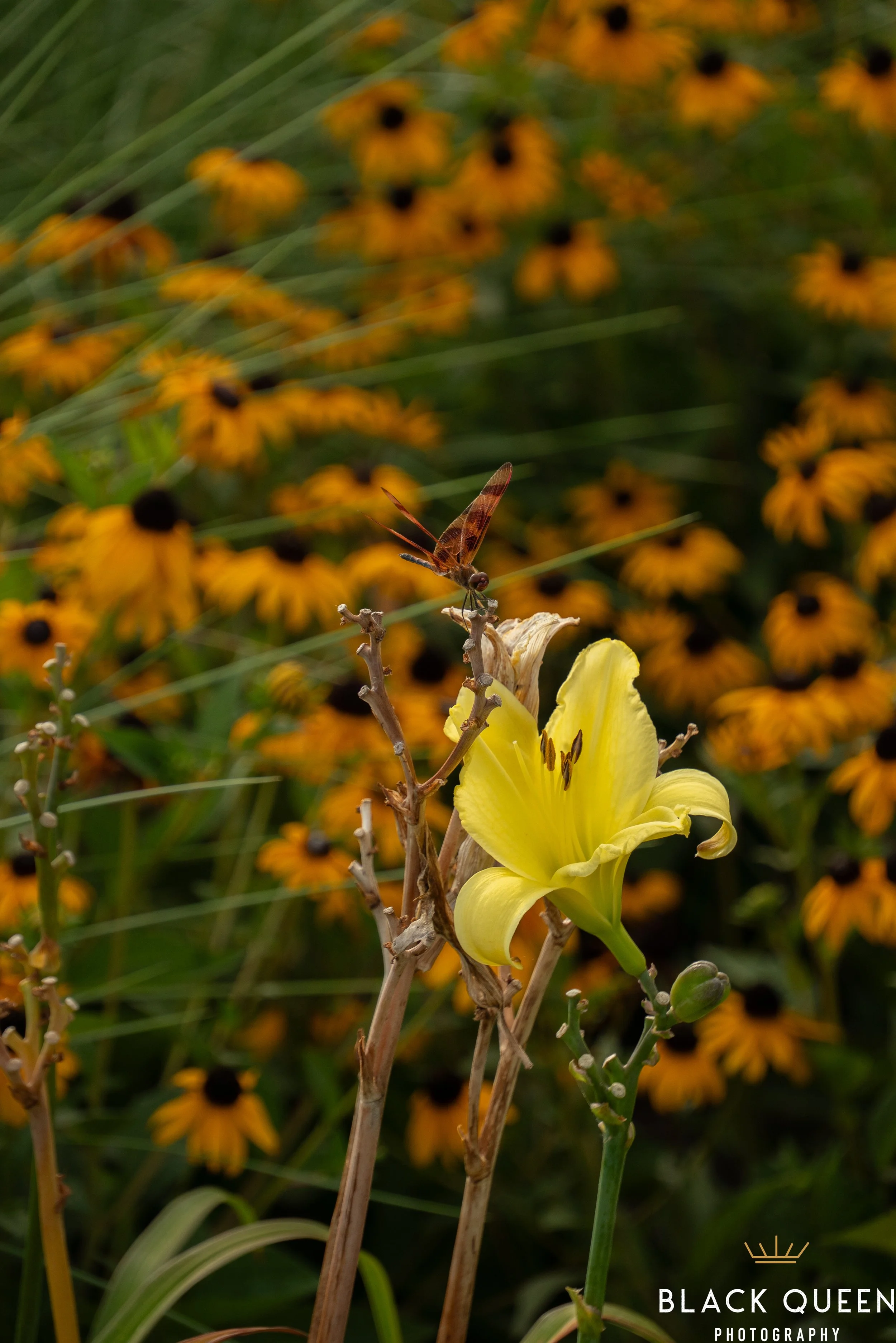 NBG_04JUL_SM-05929.jpg