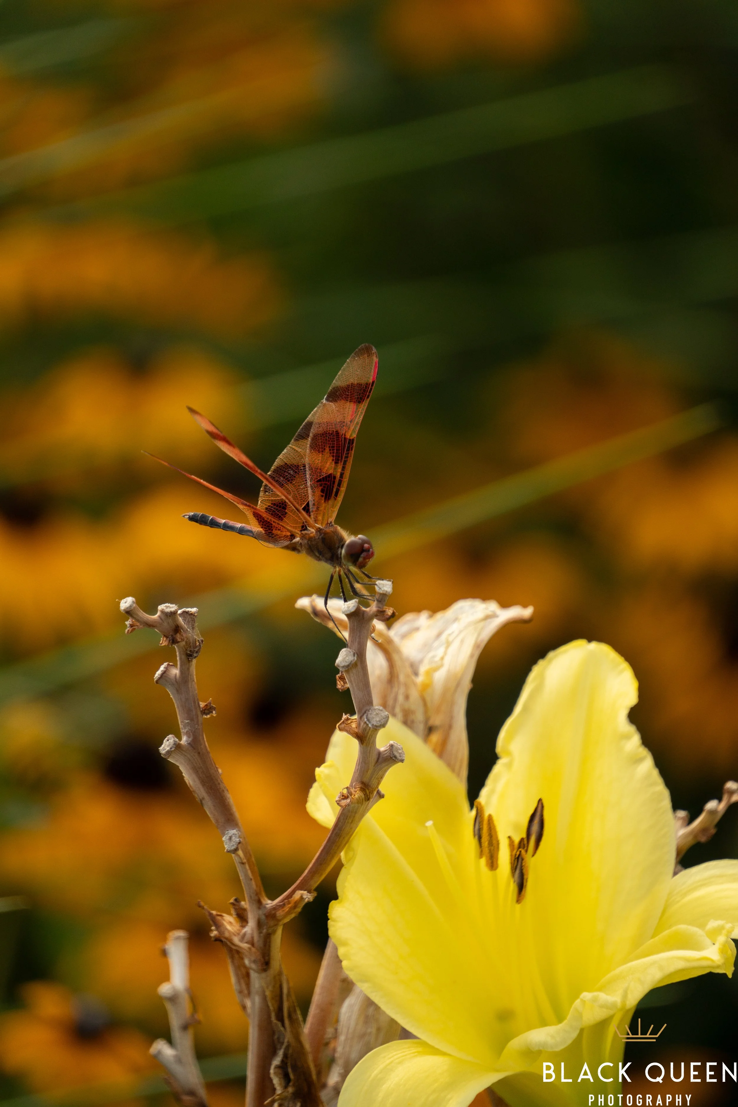 NBG_04JUL_SM-05931.jpg