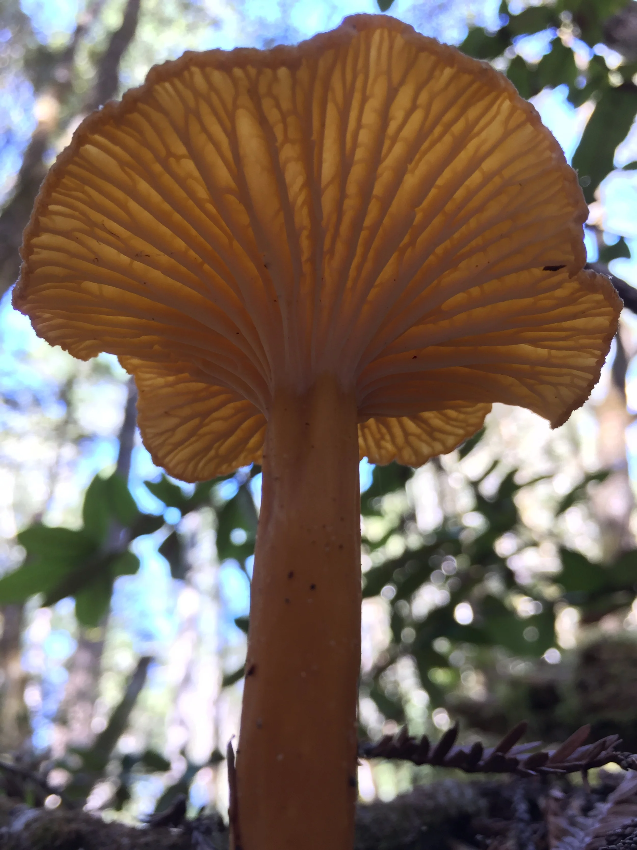 Finding Fungi Fundraiser for Westminster Woods