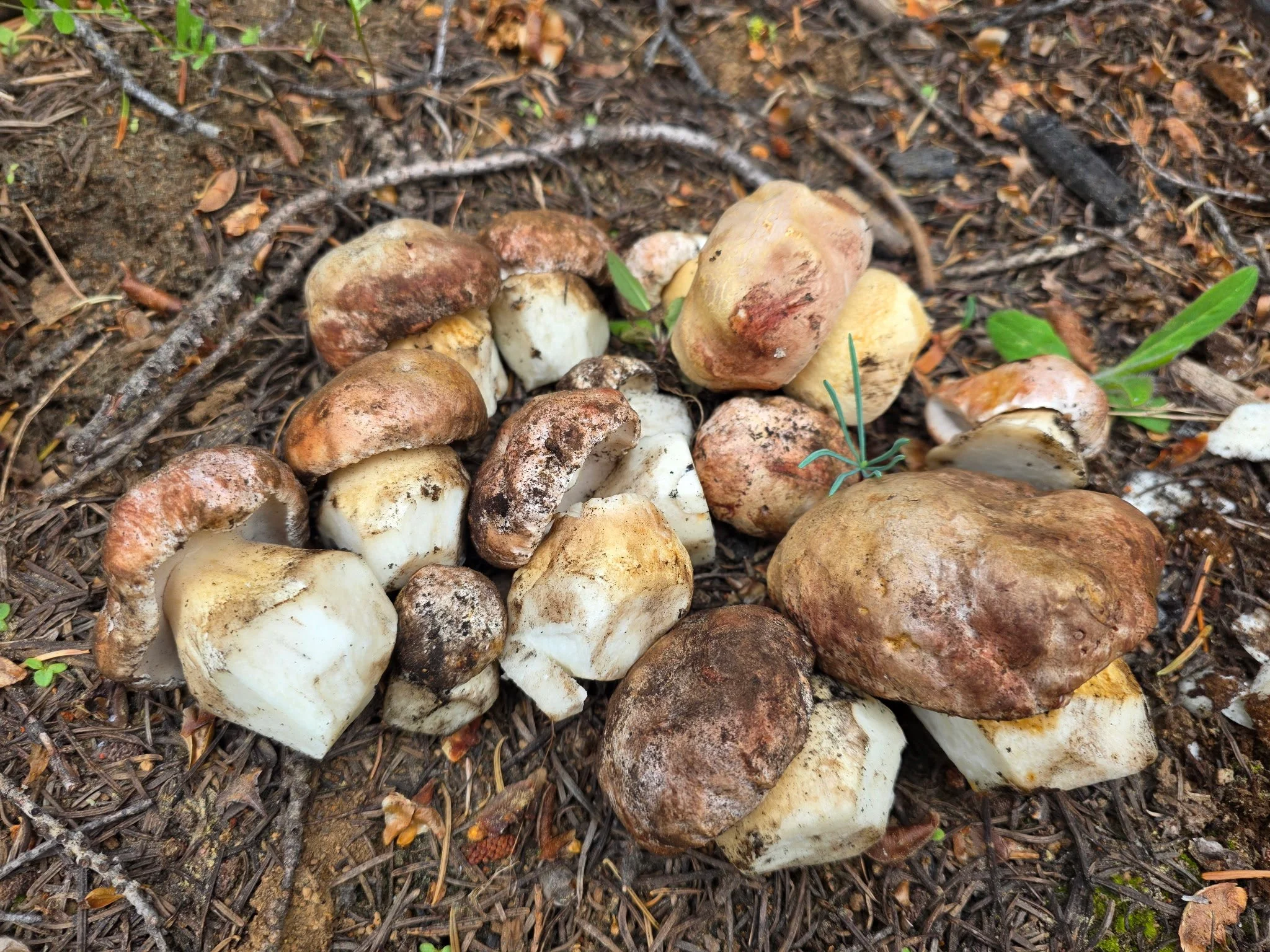 Memorial for Patrick Hamilton - Open to All, Followed by presentation from Mikhael Crystallah-Selk: Ecology of the Shasta-Trinity Nat’l Forest