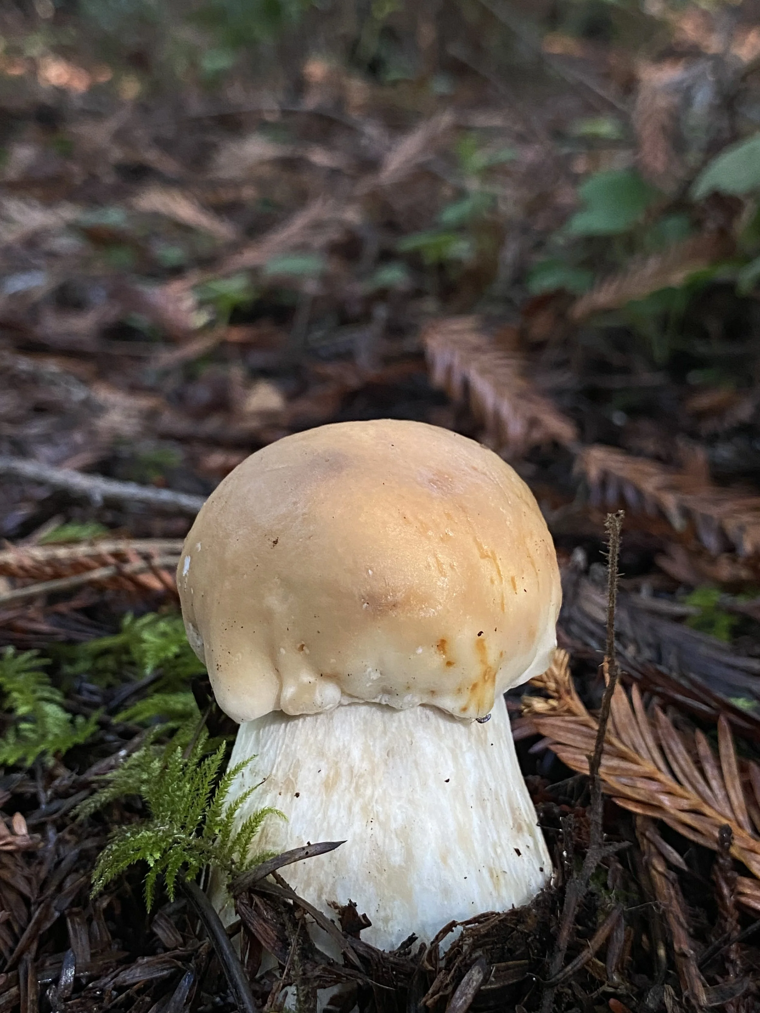 Foraging &amp; Potluck @ Salt Point (Oct)