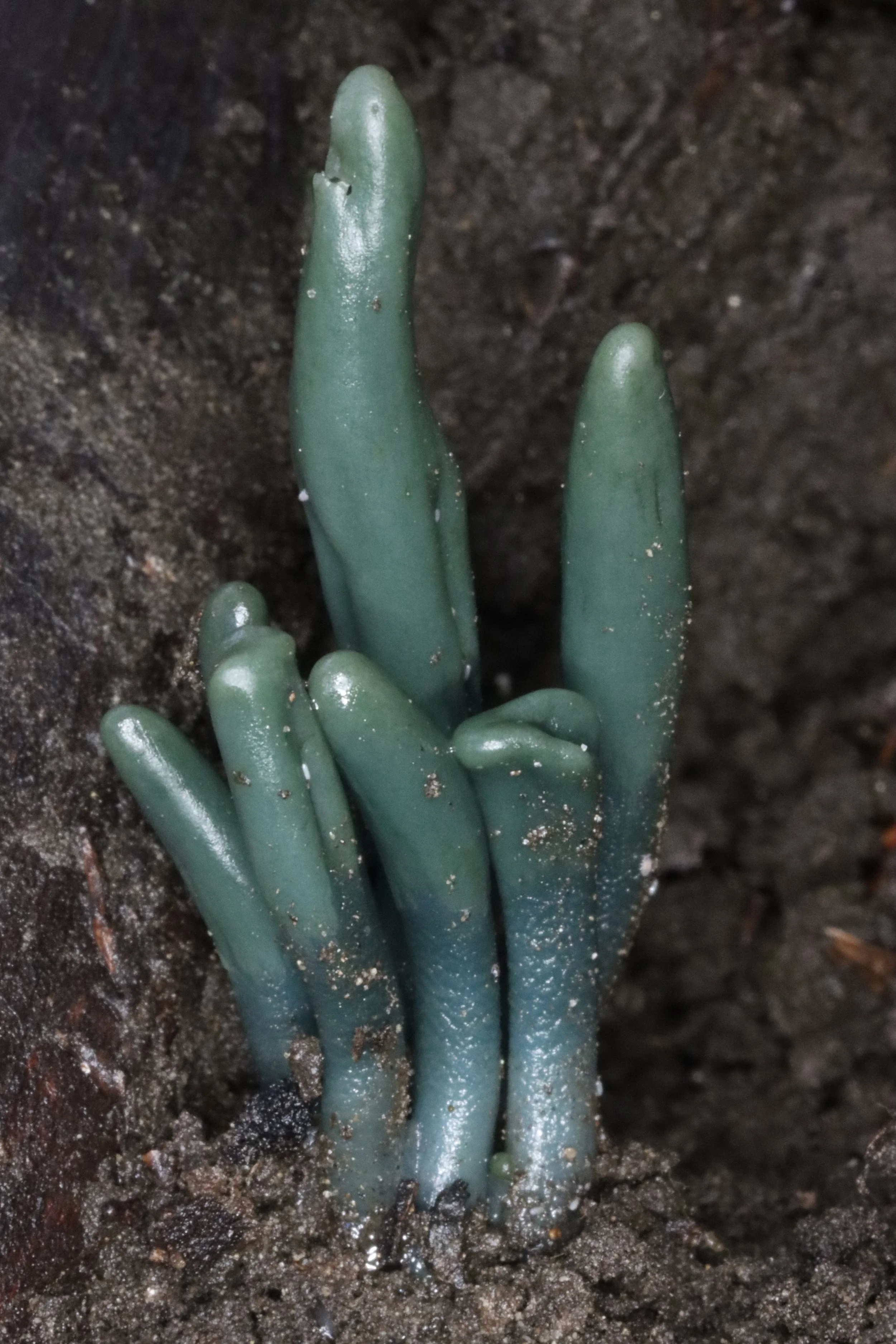 Foraging &amp; Potluck at Salt Point (Dec)