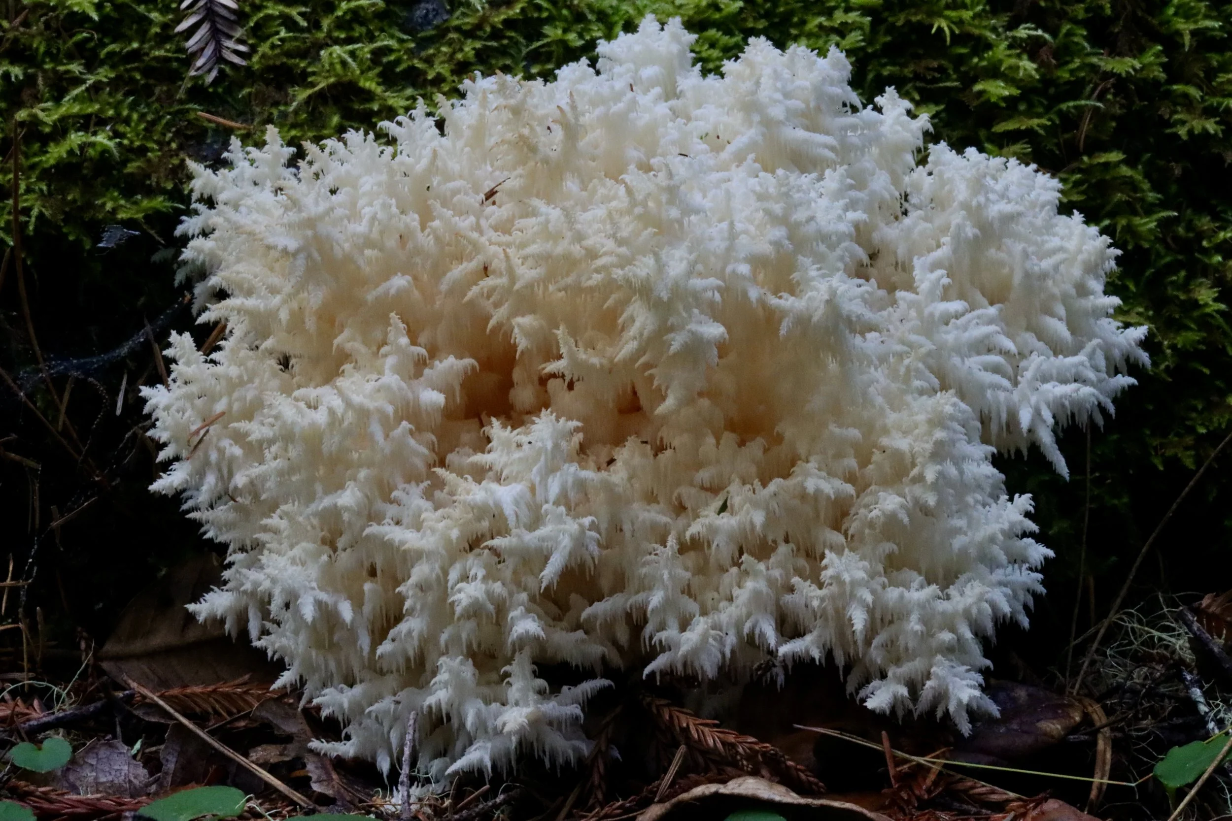 Foraging &amp; Potluck at Salt Point (Nov)