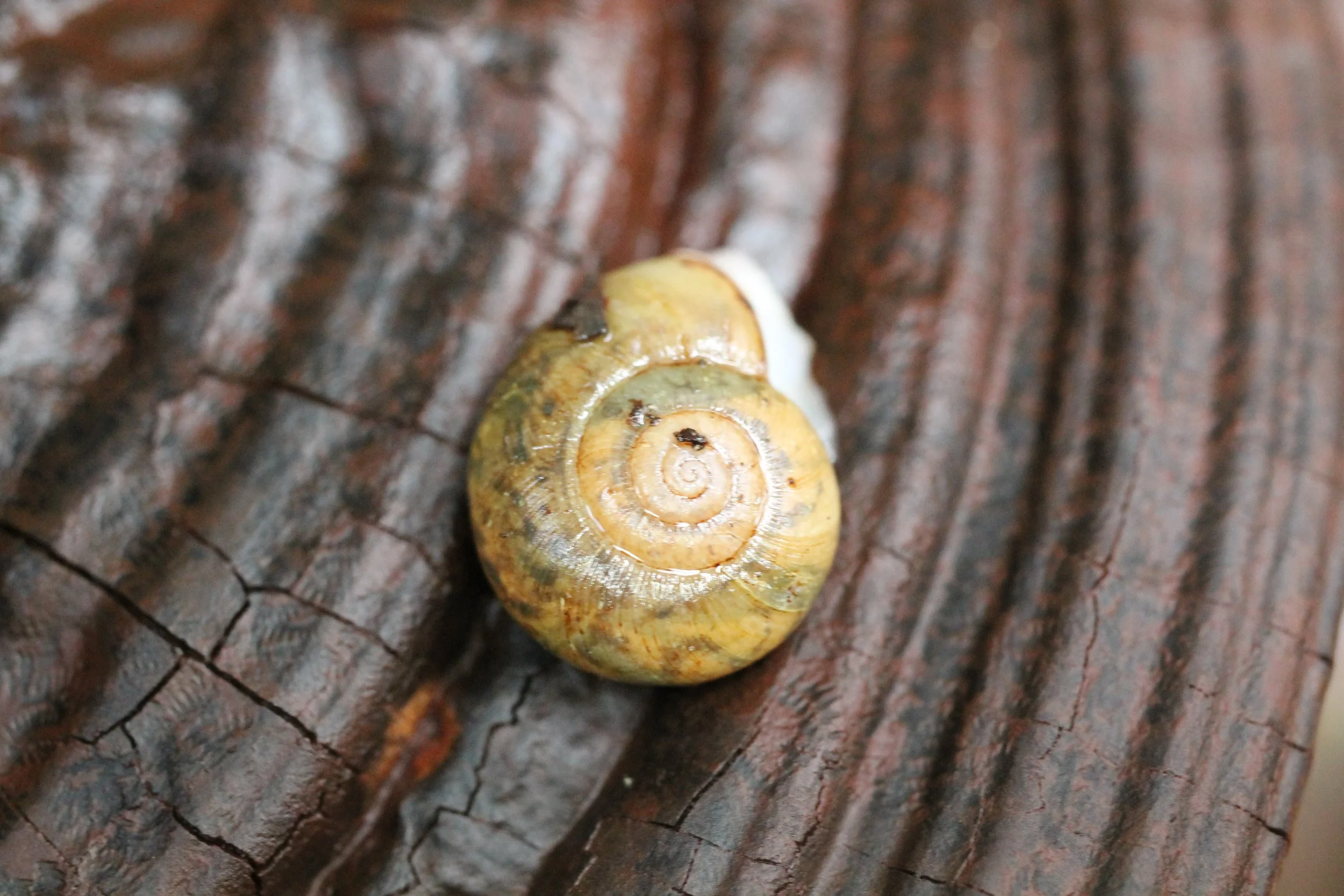 TENTATIVE: Foraging @ Pt. Reyes