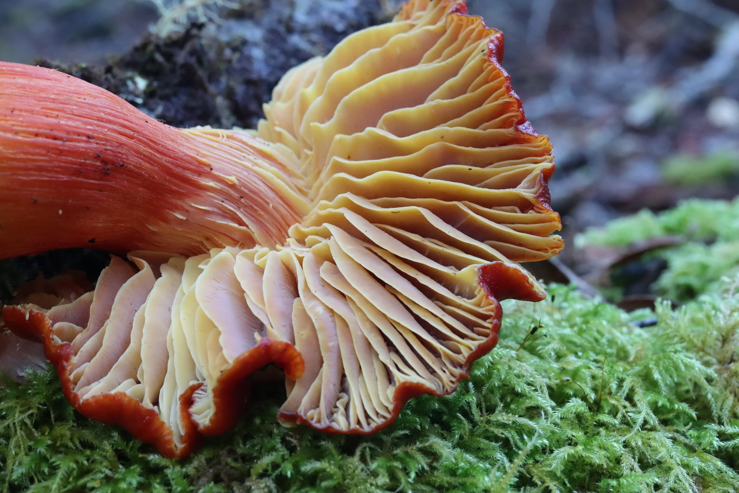 TENTATIVE - Foraging at CYO (Dec)