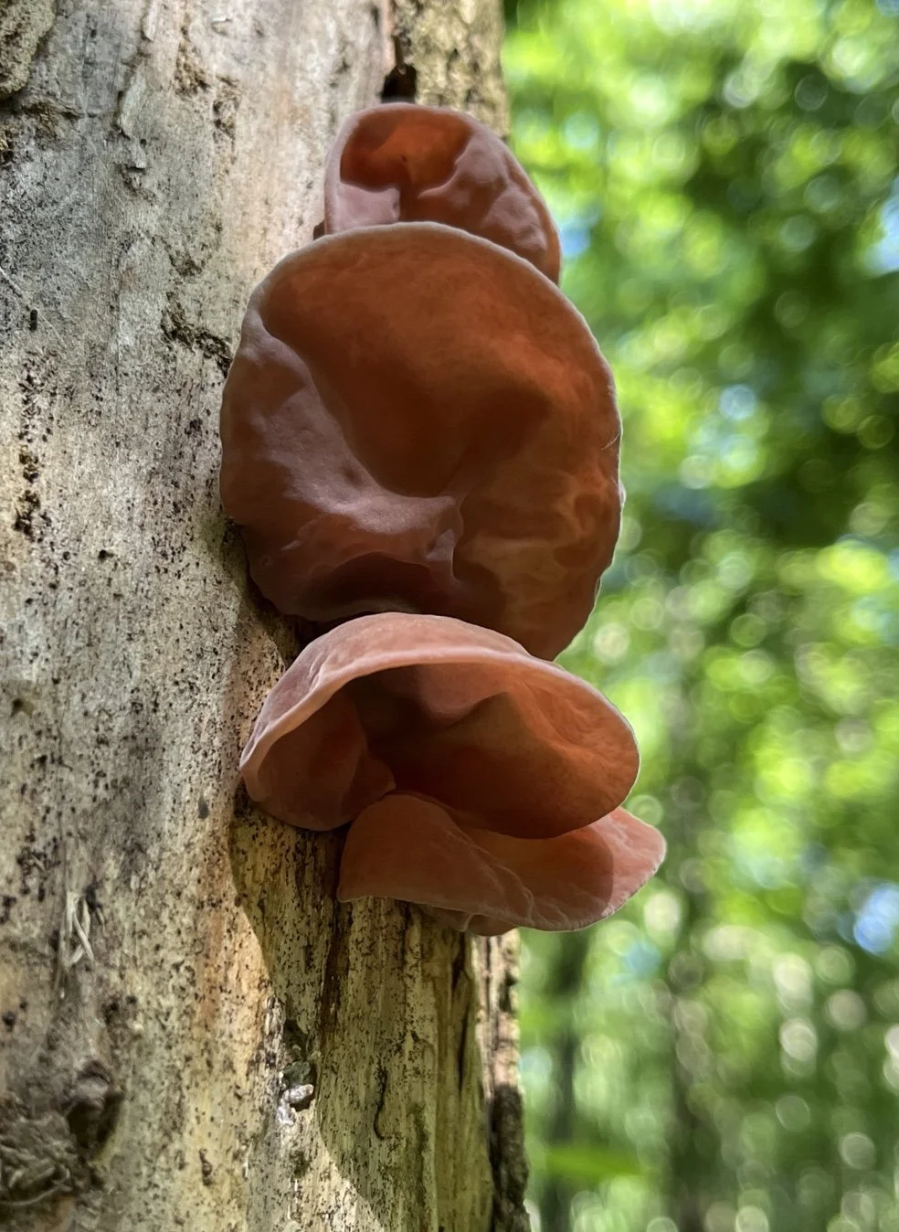 TENTATIVE - Foraging at CYO (Feb)