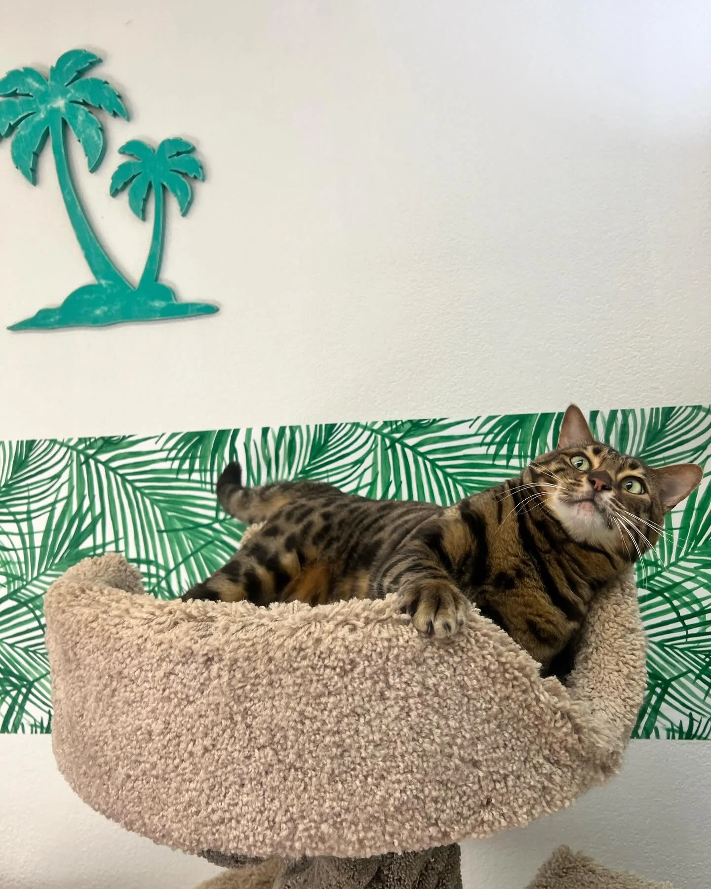 The face and call of a bengal kitty who wants more treats! Finnegan knows what he wants when he wants and is willing to win your heart over to get it! 🥰 #bengalcat #kittylandresort #catsrule #treats #visitventura