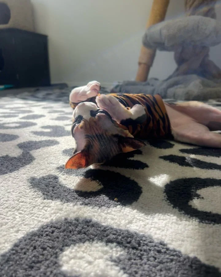 Listen closely to hear Cali &amp; her neighbor Finnegan chat about all the Kittyland gossip! 🤫😆 #bengal #sphynx #kittylandresort #chattycat