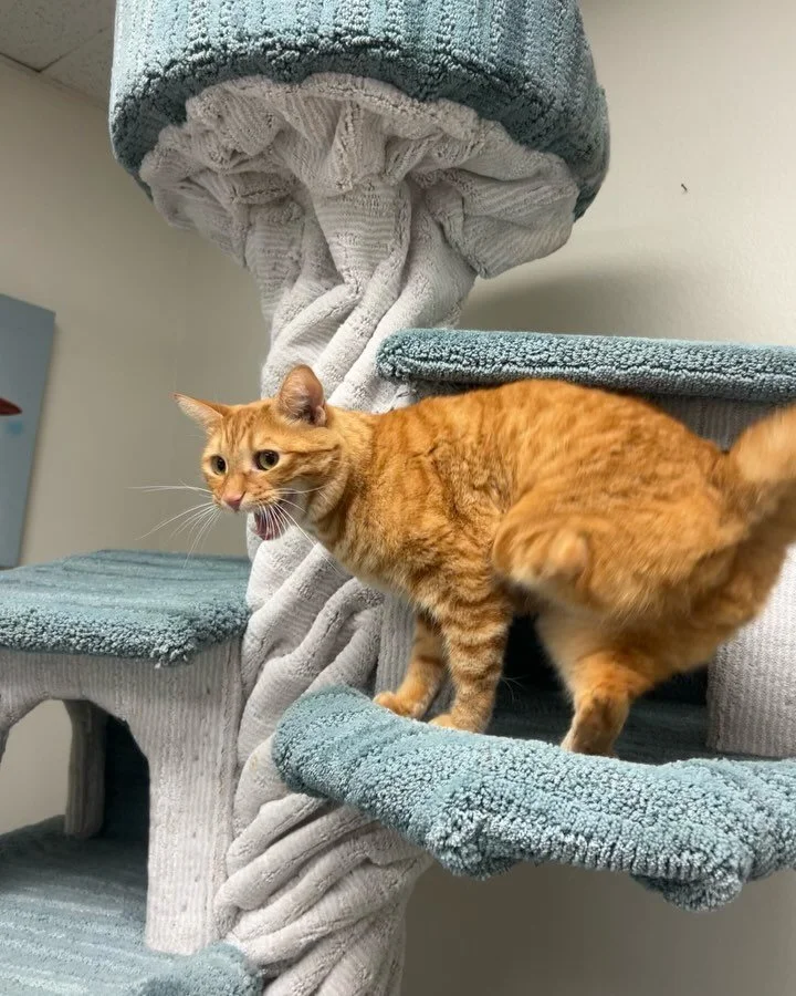 Mr. TT doesn&rsquo;t let anything stop him from enjoying his adventures! Kuddos to this 3 legged kitty who just keeps on exploring! 🐈 🏔️ #kittylandresort #3leggedcat #orangetabby #visitventura