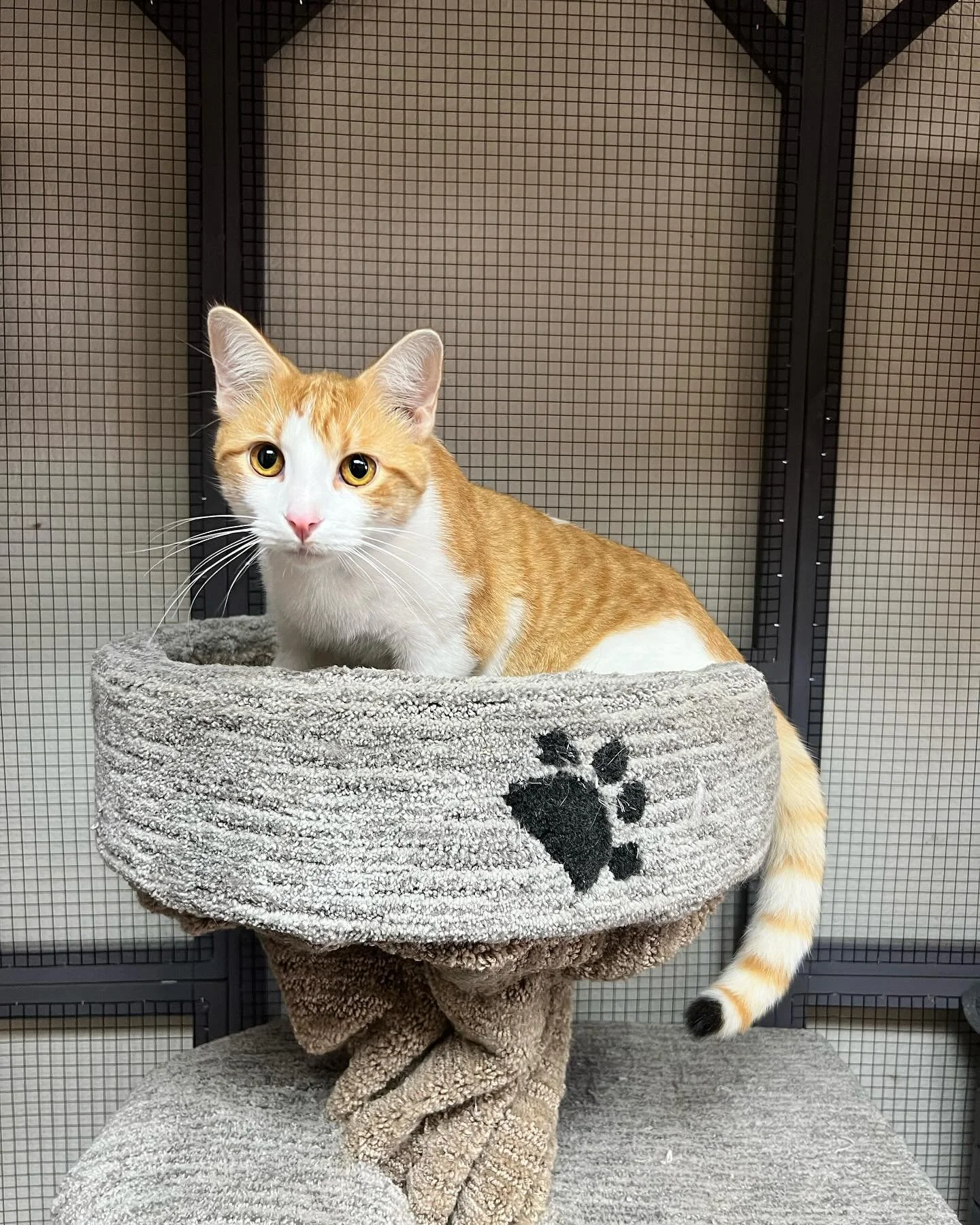 Lulu wants to let everyone know that if anyone is in need of a place, WE HAVE AVAILABILITY for evacuations with the #brushfire please call (805)207-8600 for more information! Please stay safe as we get through this fire season together! ❤️