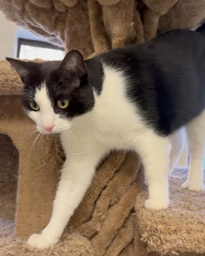 Gotta love these curious boys! Bugsy&amp; Luchie! 🐾 #kittylandresort #brothers #catfriday #visitventura