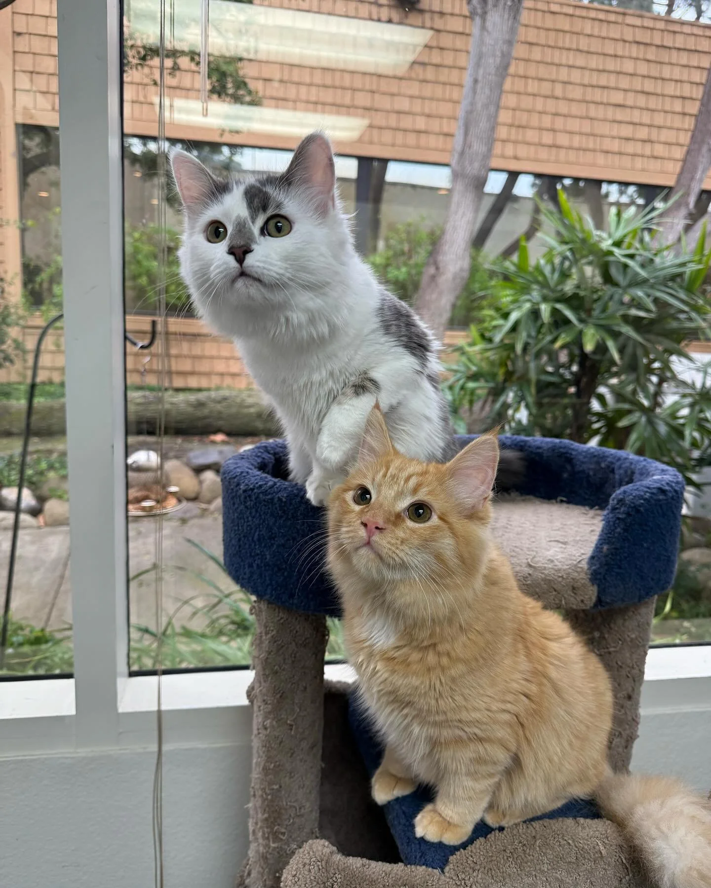 These two adorable babies are staying dry and playing hard!! 🐾 #kittylandresort #cats #kittens