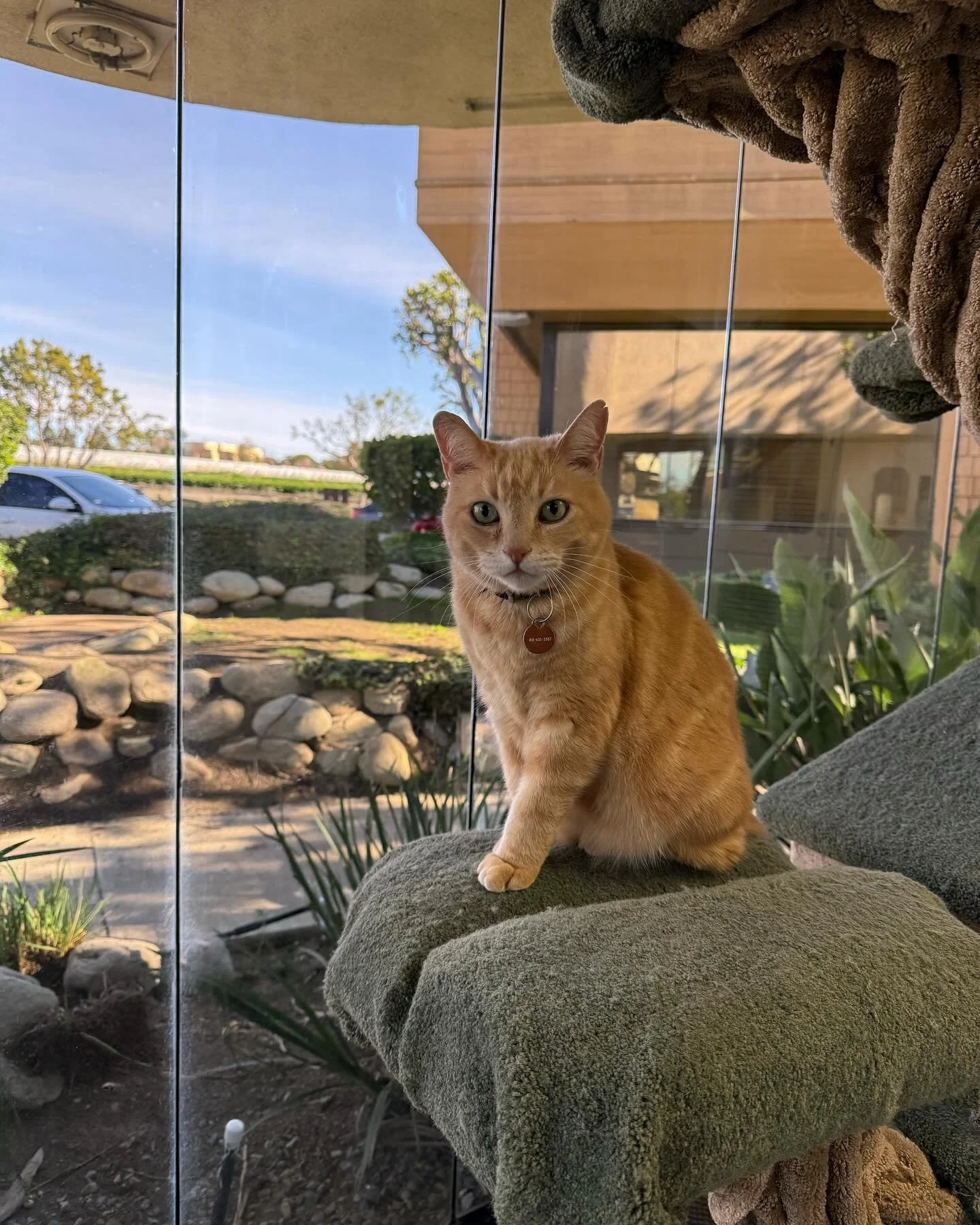 Thanksgiving kitties!! #kittylandresort #happycats #catsrule #catvacation