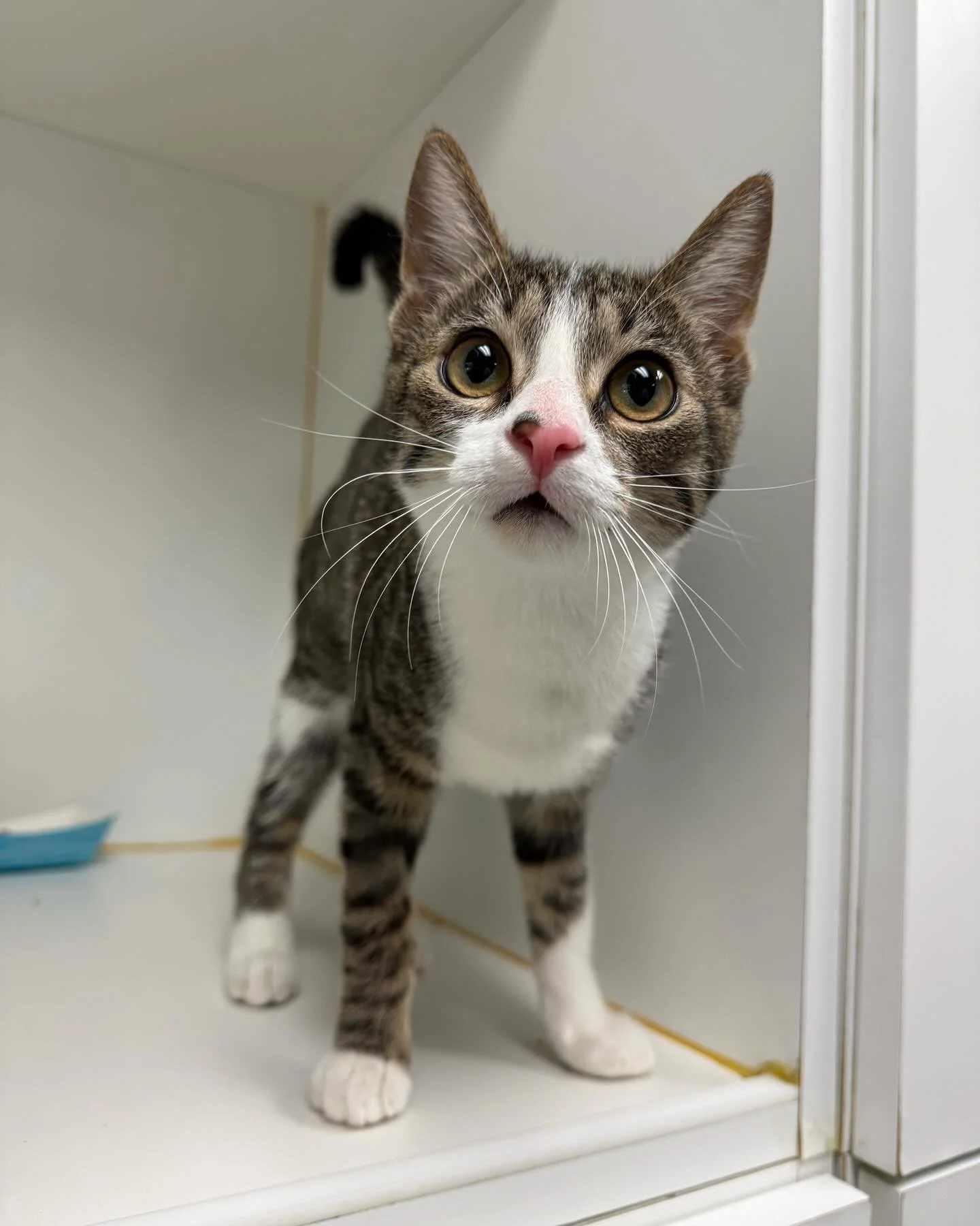 Happy thanksgiving from your pretty kitties at Kittyland! #kittylandresort #catsrule #catboardingsocal #visitventura