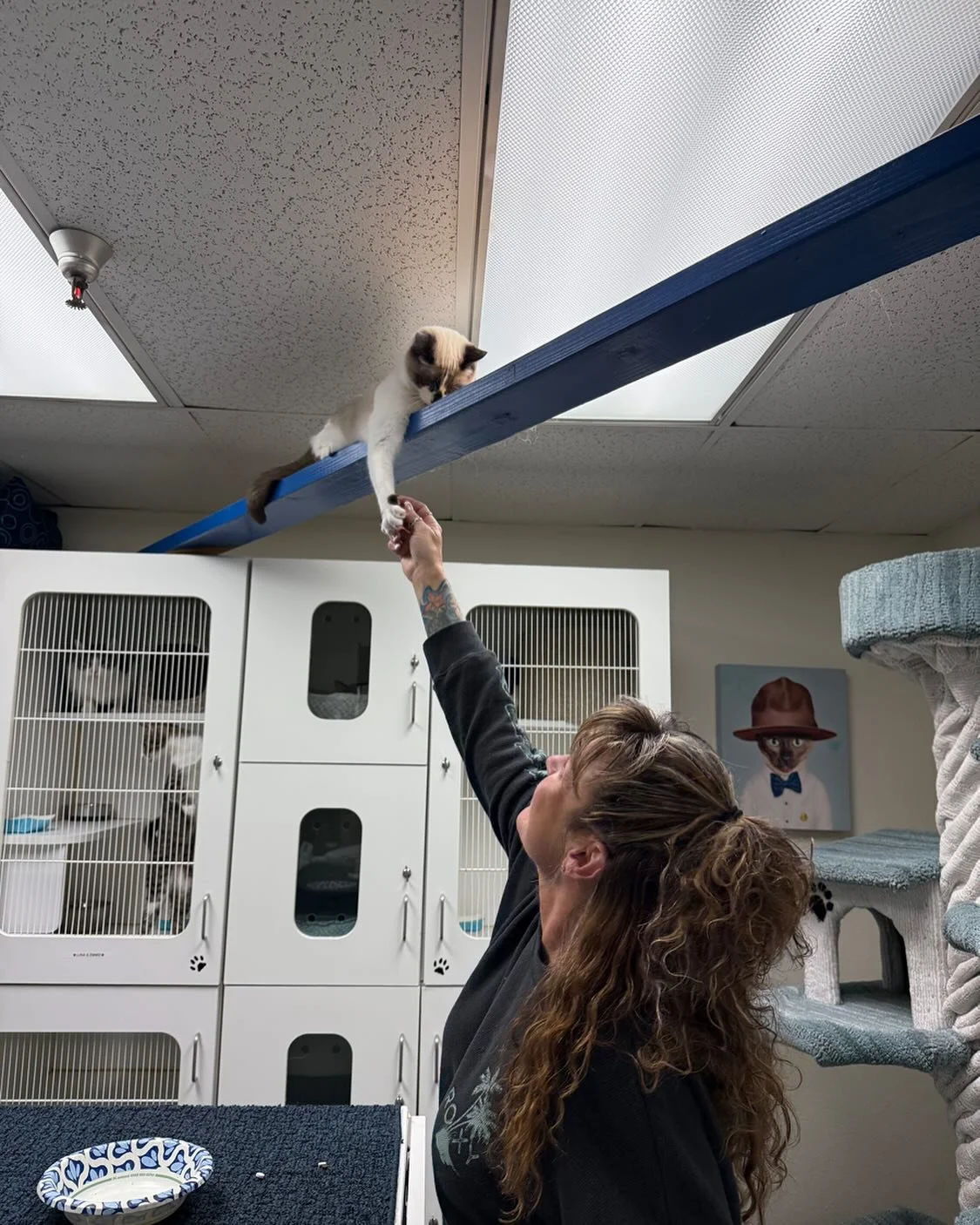 Dash lending a helpful hand this Thanksgiving morning! We are grateful to be spending our holiday with all the kitties!! 🐱 🐾 #kittylandresort #happythanksgiving #cathelp #visitventura