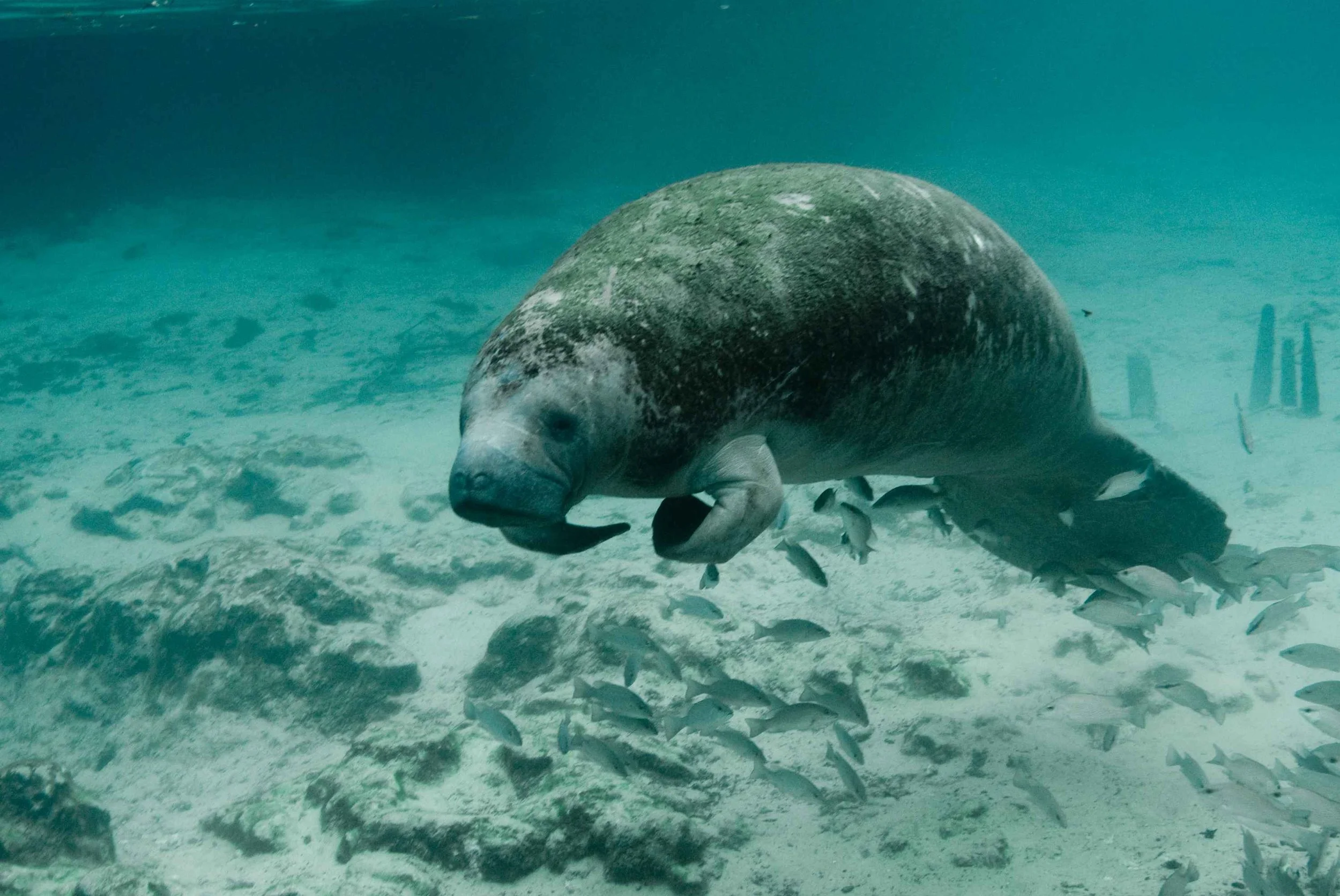 Manatee_endangered_species_Trichechus_manatus_latirostris.jpg