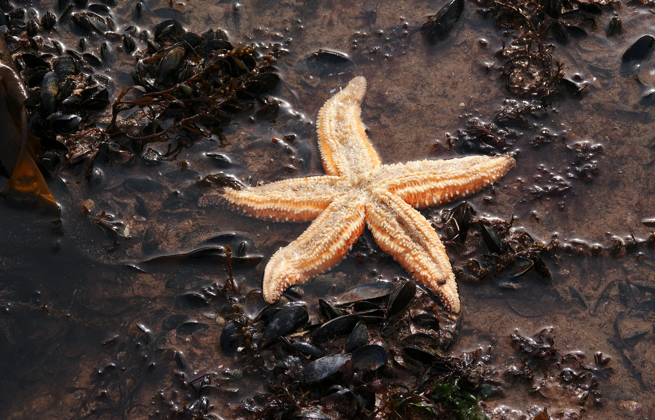 Common_starfish_-_torbay.jpg