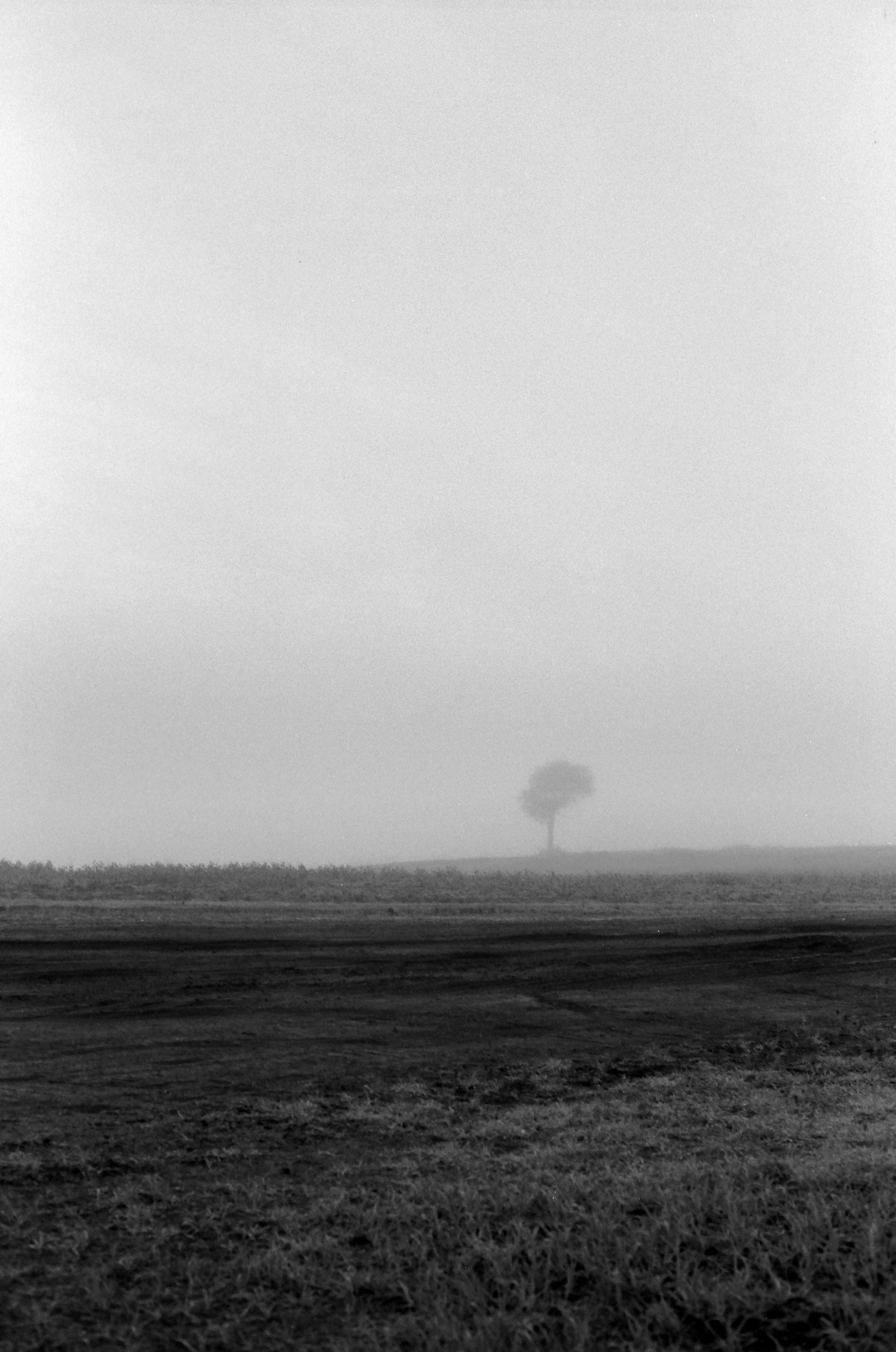 Foggy Tree in Field