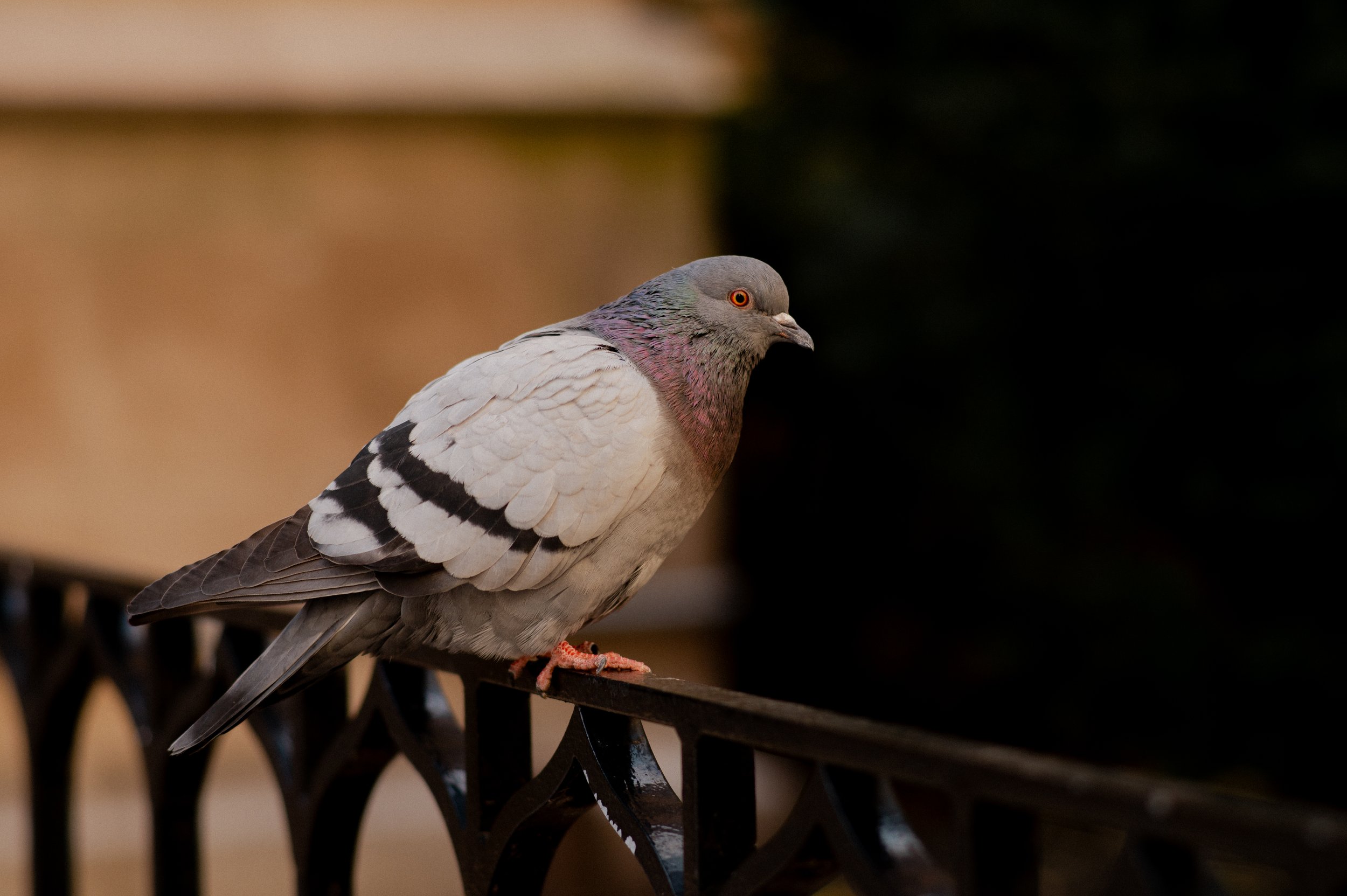 Pigeon #1