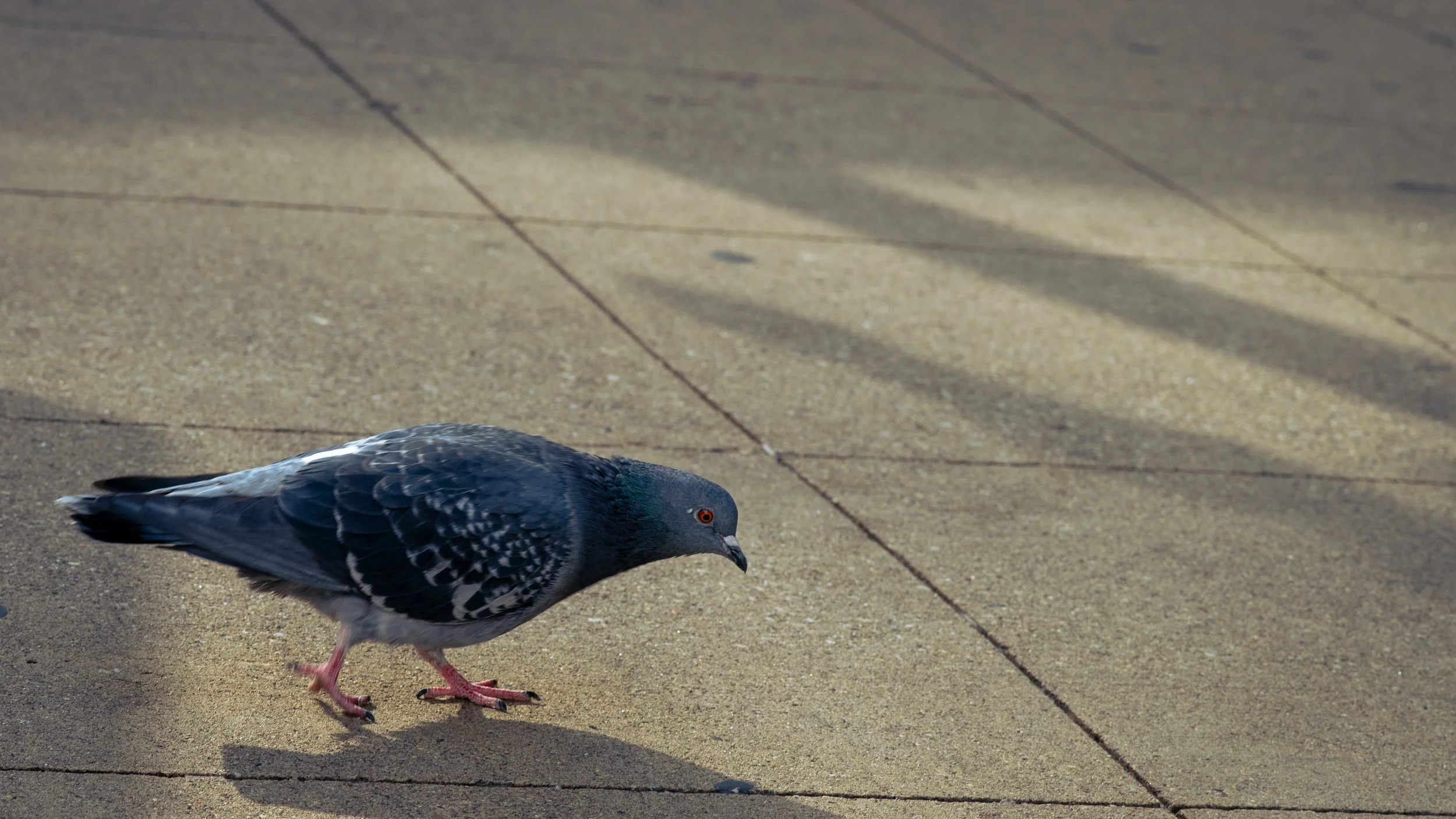 Pigeon #2