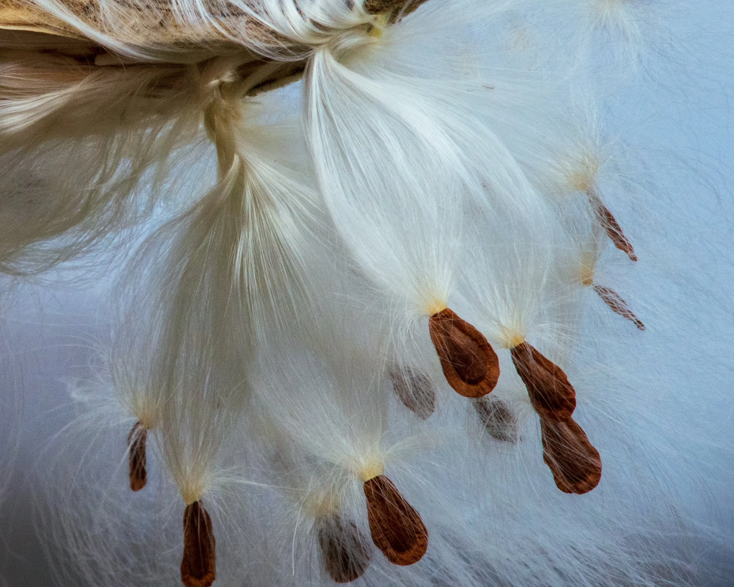 Cotton Grass