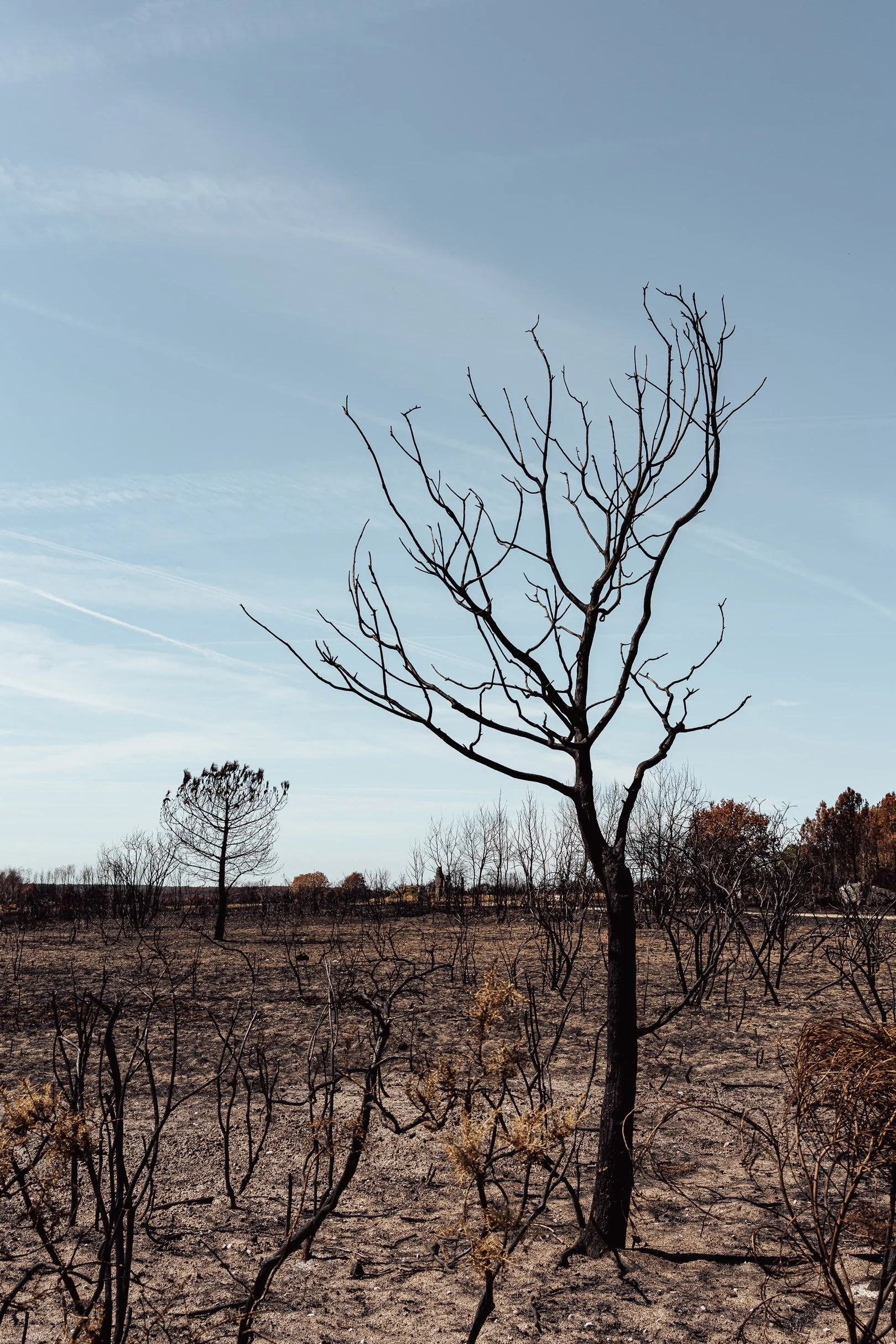Incendie Bretagne arbres brûlés changement climatique Florian Coelo photographe Angers Nantes Bretagne
