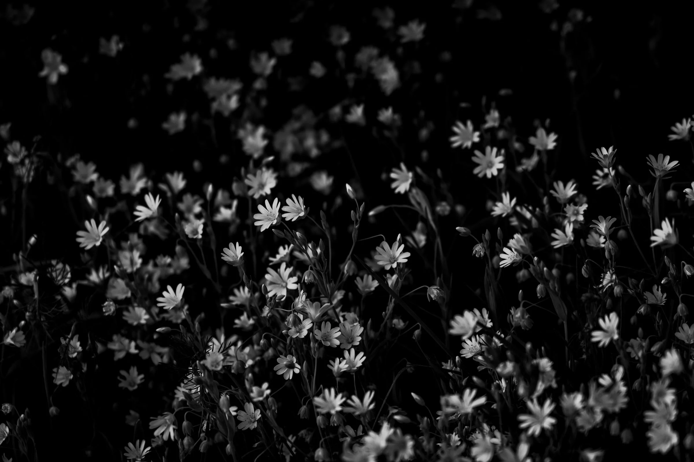 Double exposure original-7400593.jpg