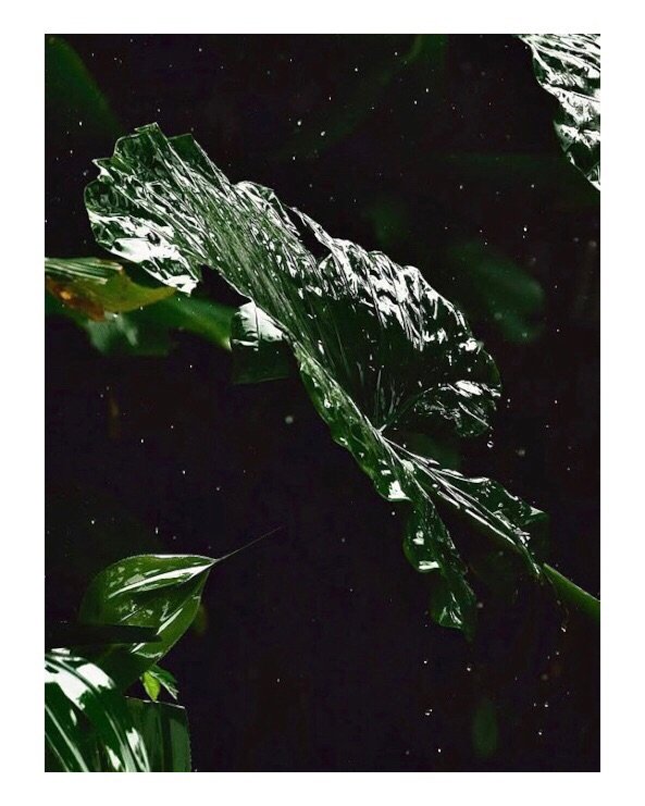 &bull;
when nature is poetry ! 
a few souvenir photos of the lush nature of Indonesia and Australia taken in recent years.