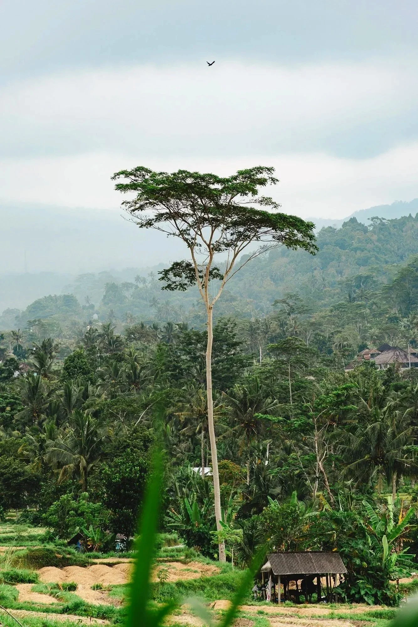 Arbre solitaire jungle voyage Bali Florian Coelo Photographe art et reportage Angers Nantes Bretagne