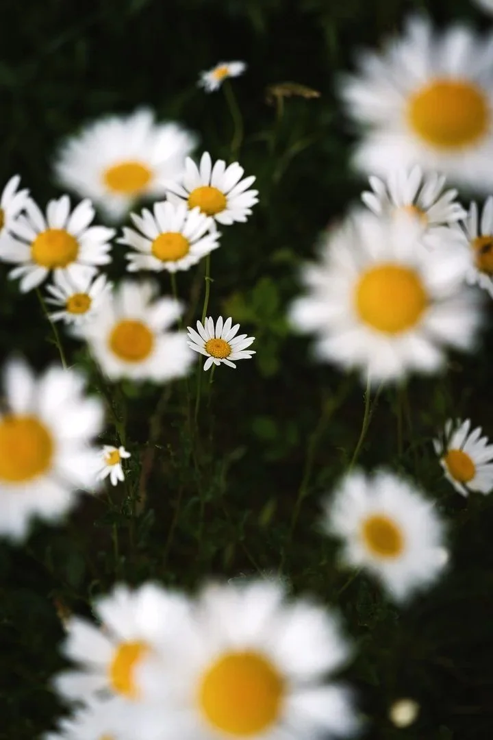 Photo artistique de Marguerite en nature sauvage Florian Coelo Photographe art et reportage Angers Nantes Bretagne