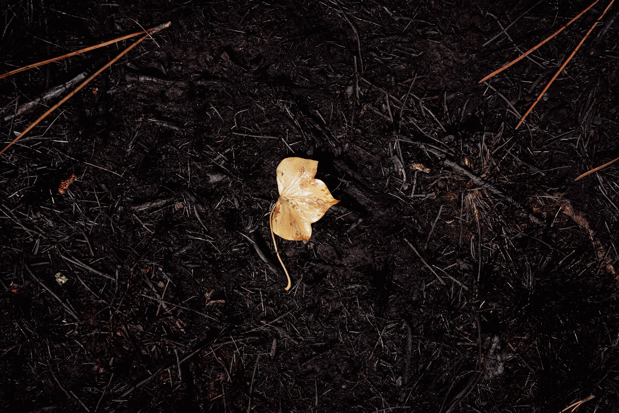 Le Temps des flammes