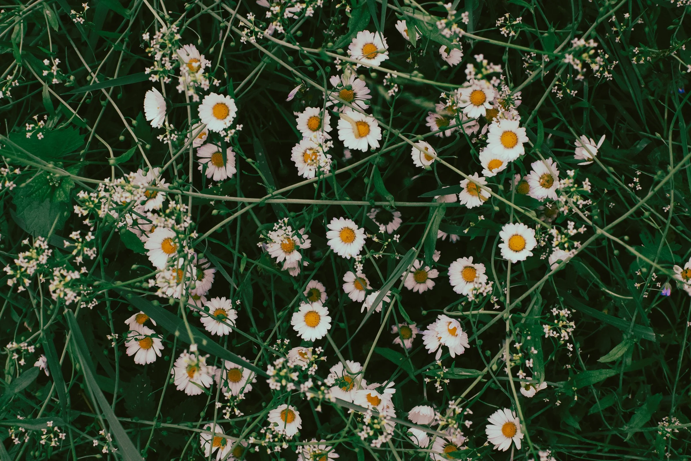 Saison_printemps-1162.jpg