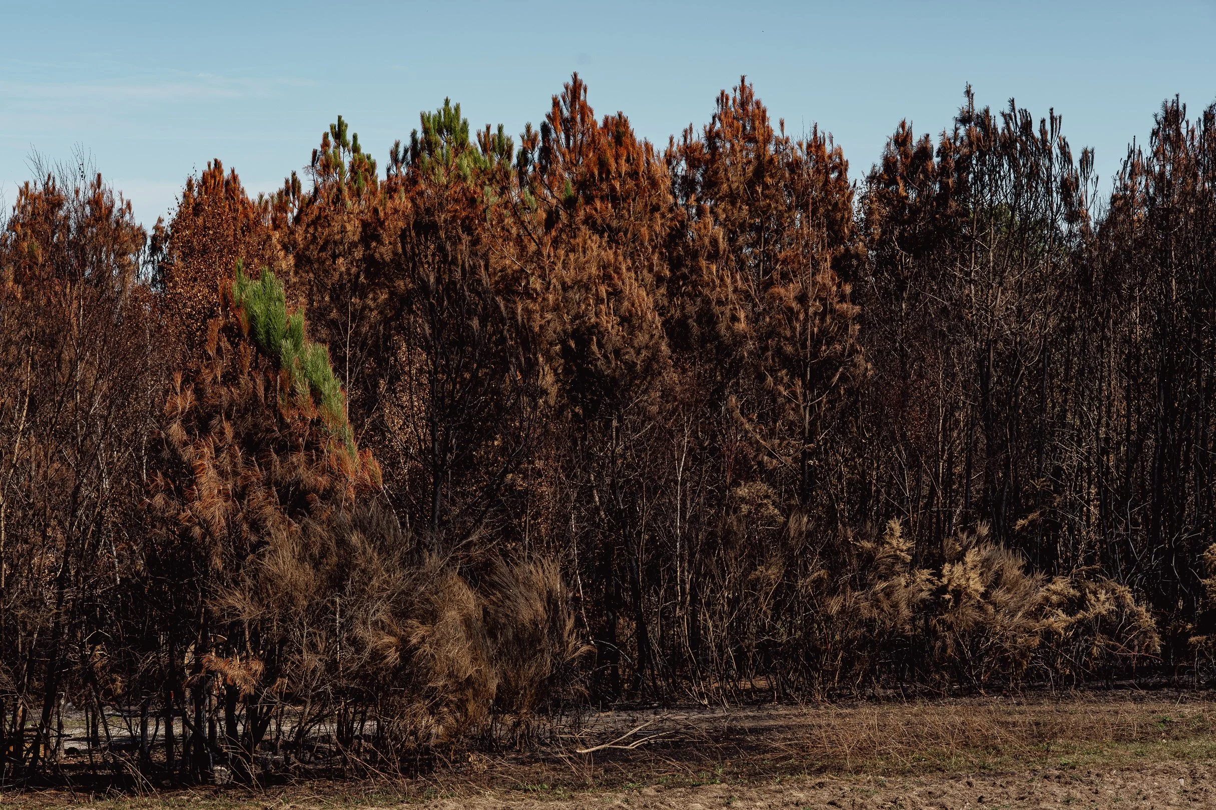 Incendie Bretagne arbres brûlés changement climatique Florian Coelo photographe Angers Nantes Bretagne