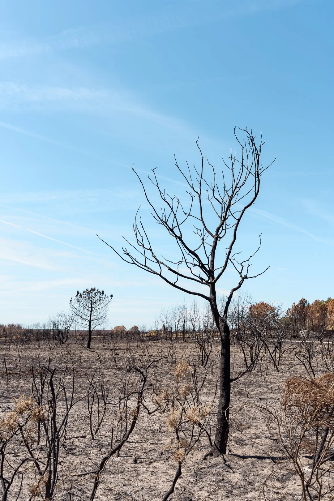 Incendie Bretagne arbres brûlés changement climatique Florian Coelo photographe Angers Nantes Bretagne
