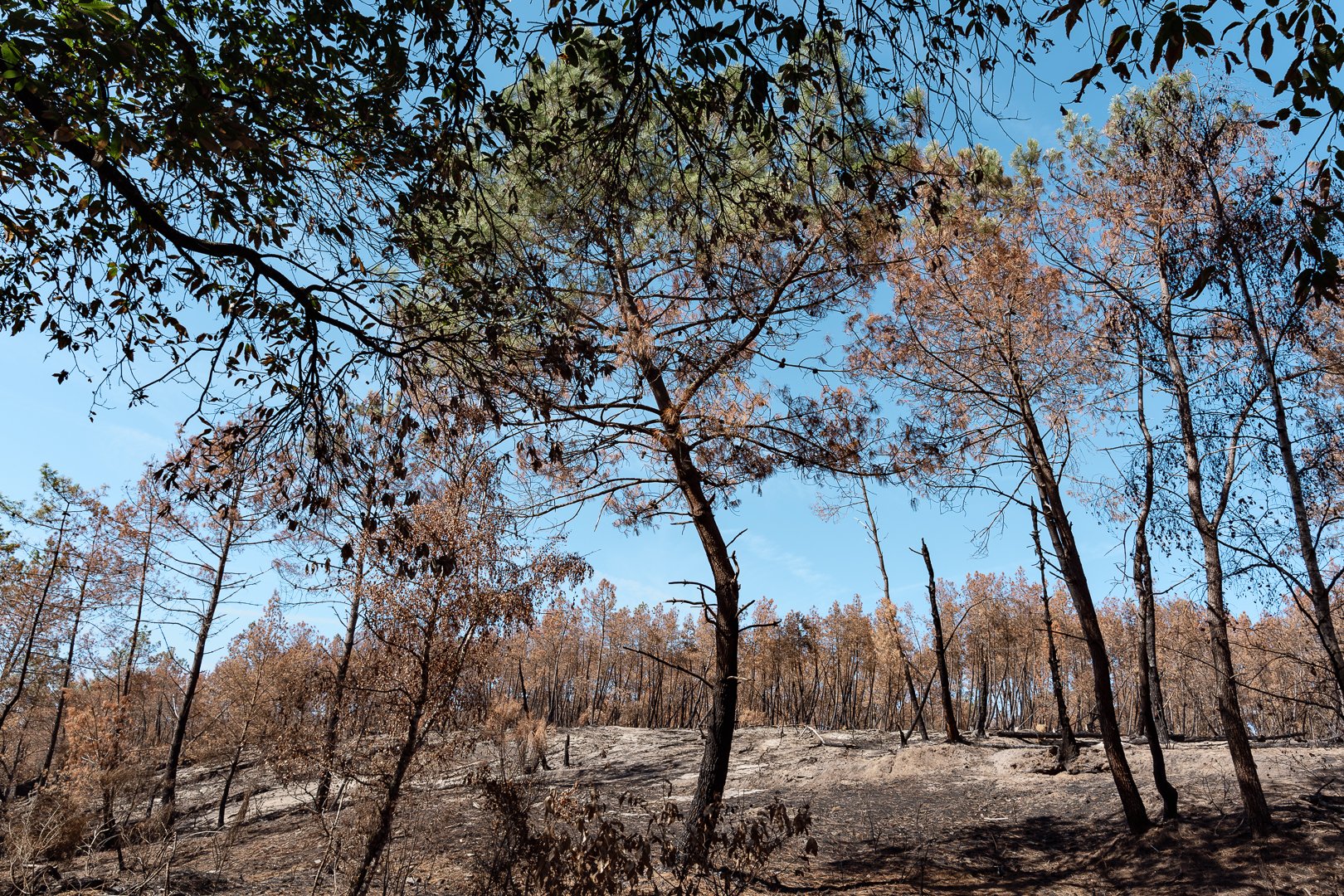 Incendie Bretagne arbres brûlés changement climatique Florian Coelo photographe Angers Nantes Bretagne