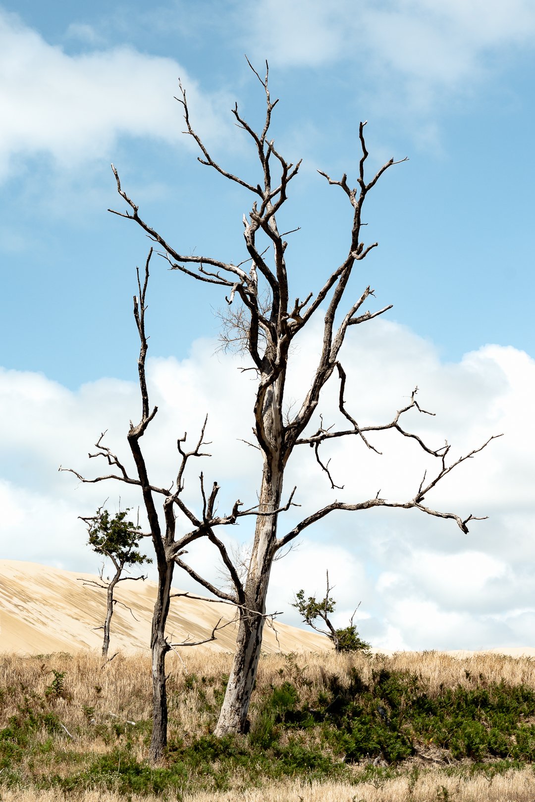 Incendie Dune du Pyla changement climatique Florian Coelo photographe Bordeaux