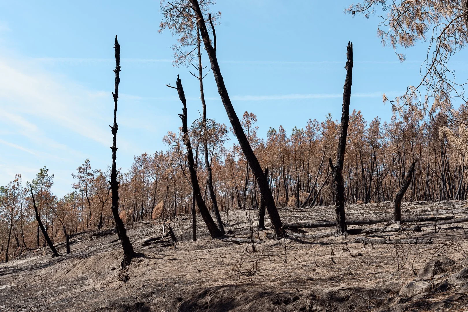 Incendie Bretagne arbres brûlés changement climatique Florian Coelo photographe Angers Nantes Bretagne