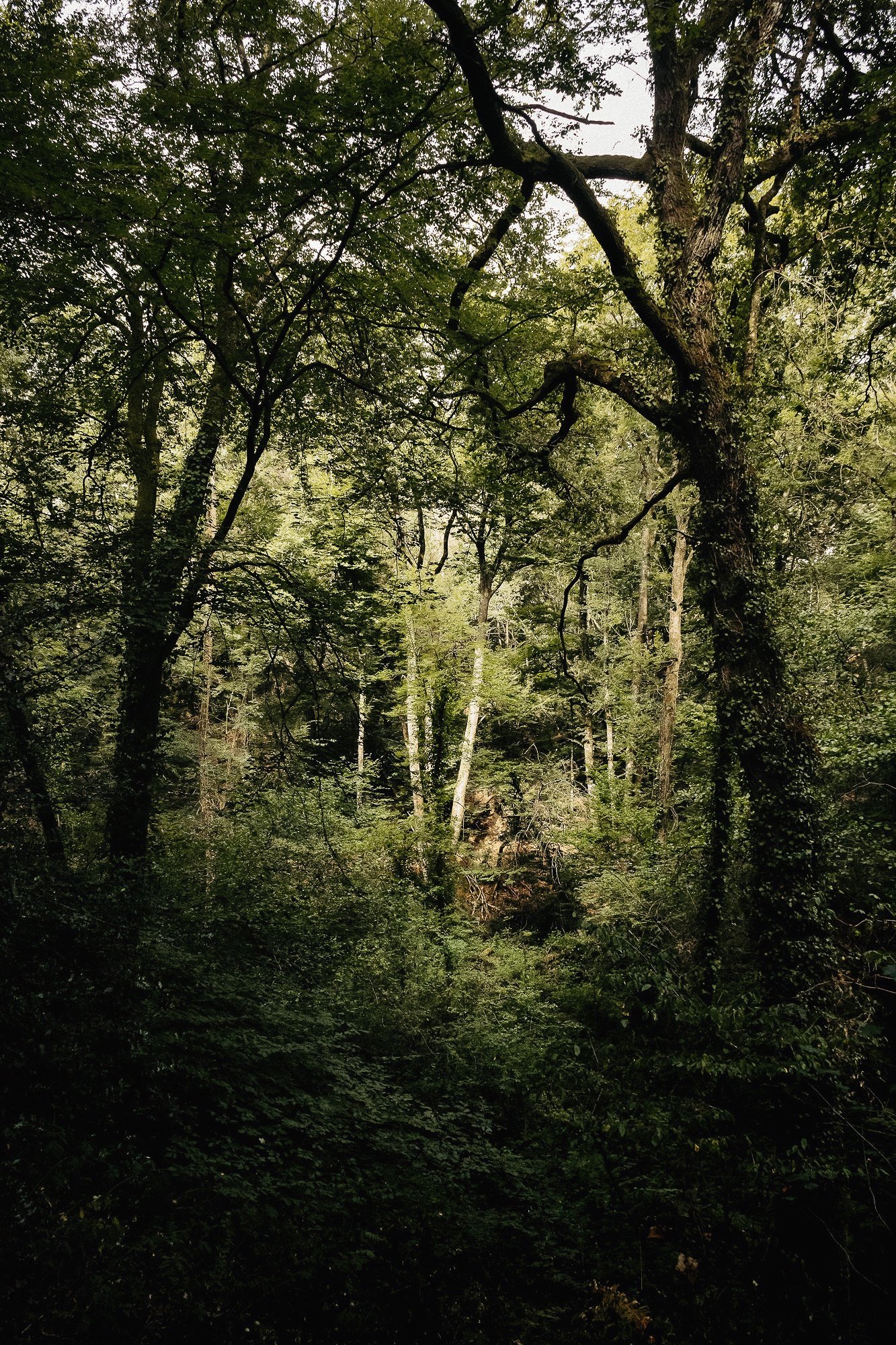 Dans la Forêt