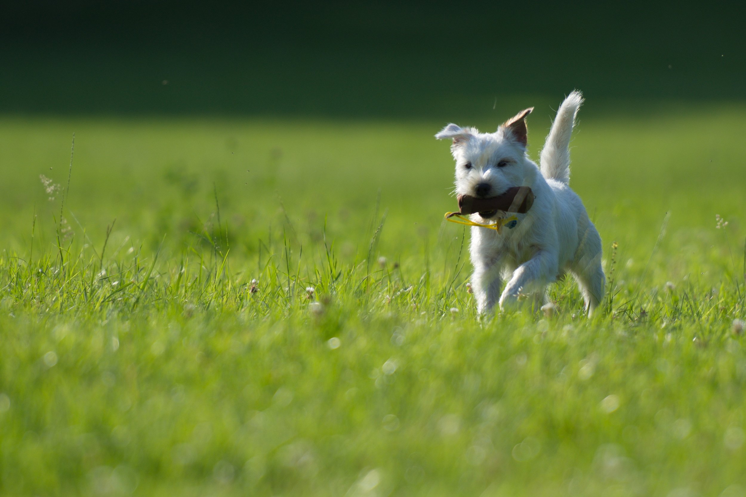 DSC_8185_aus RAW.jpg